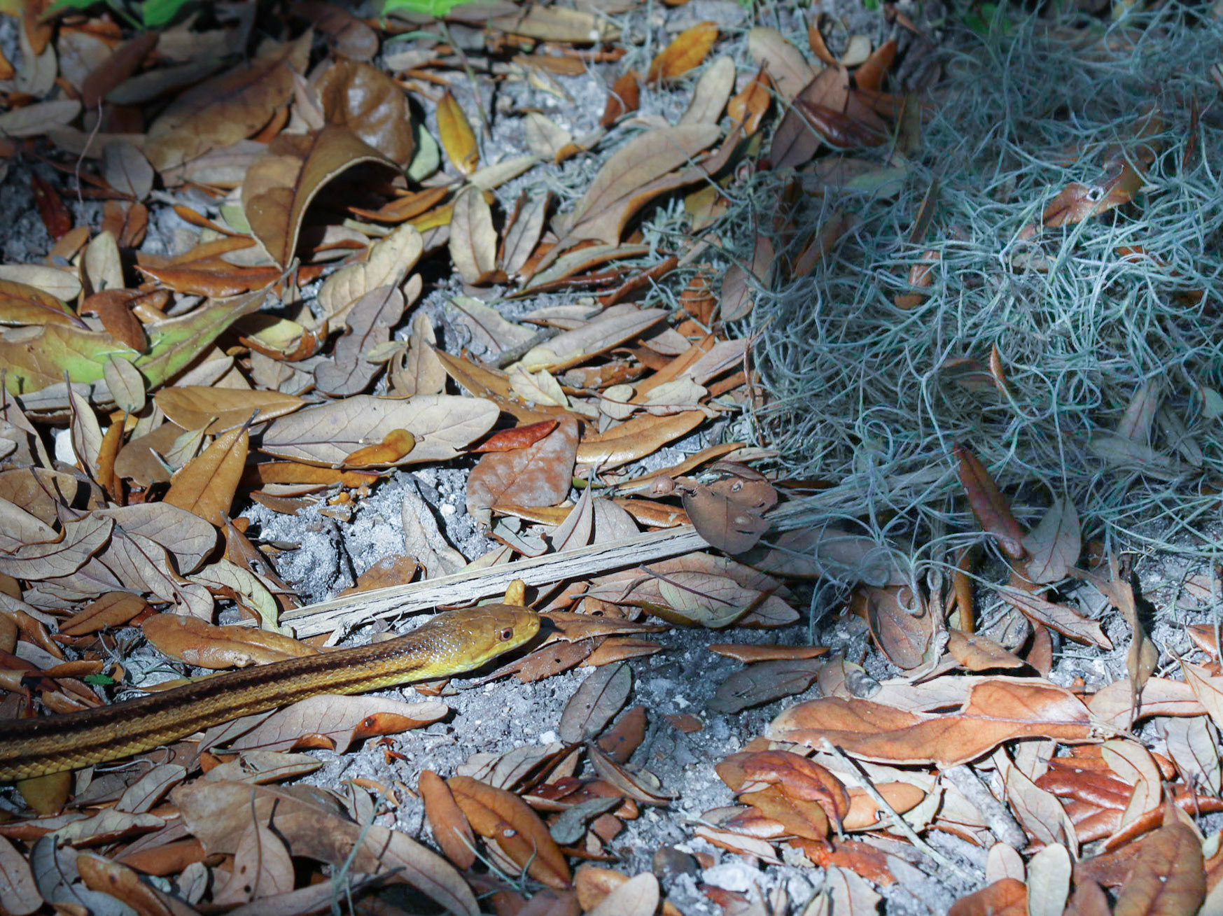 Circle B Bar Reserve, Lakeland FL