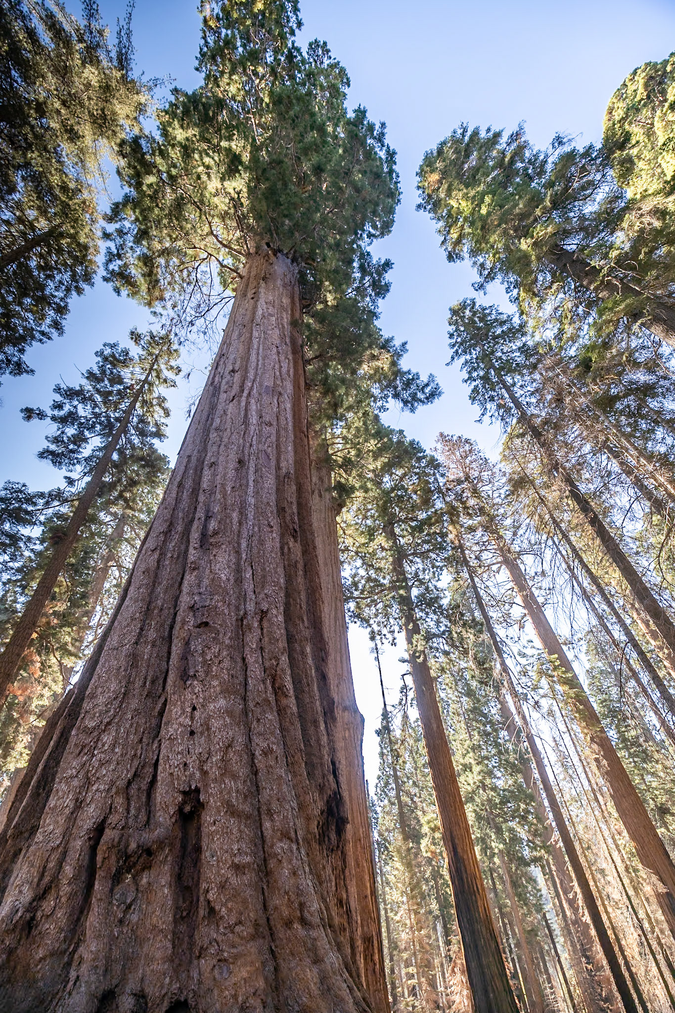 Sequoia NP, Three Rivers CA