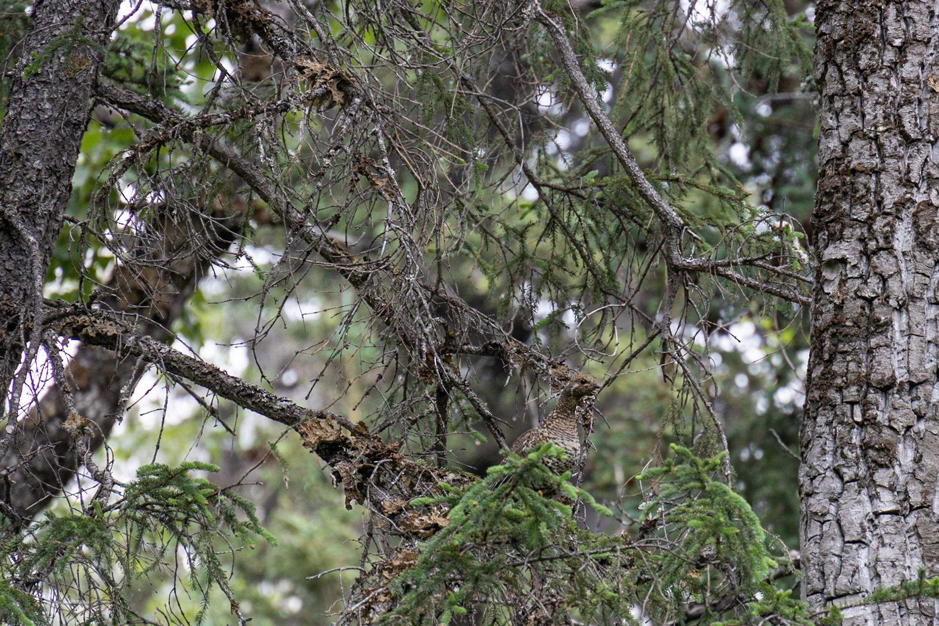 Bowman Mining Camp Trip, Lake Clark, AK
