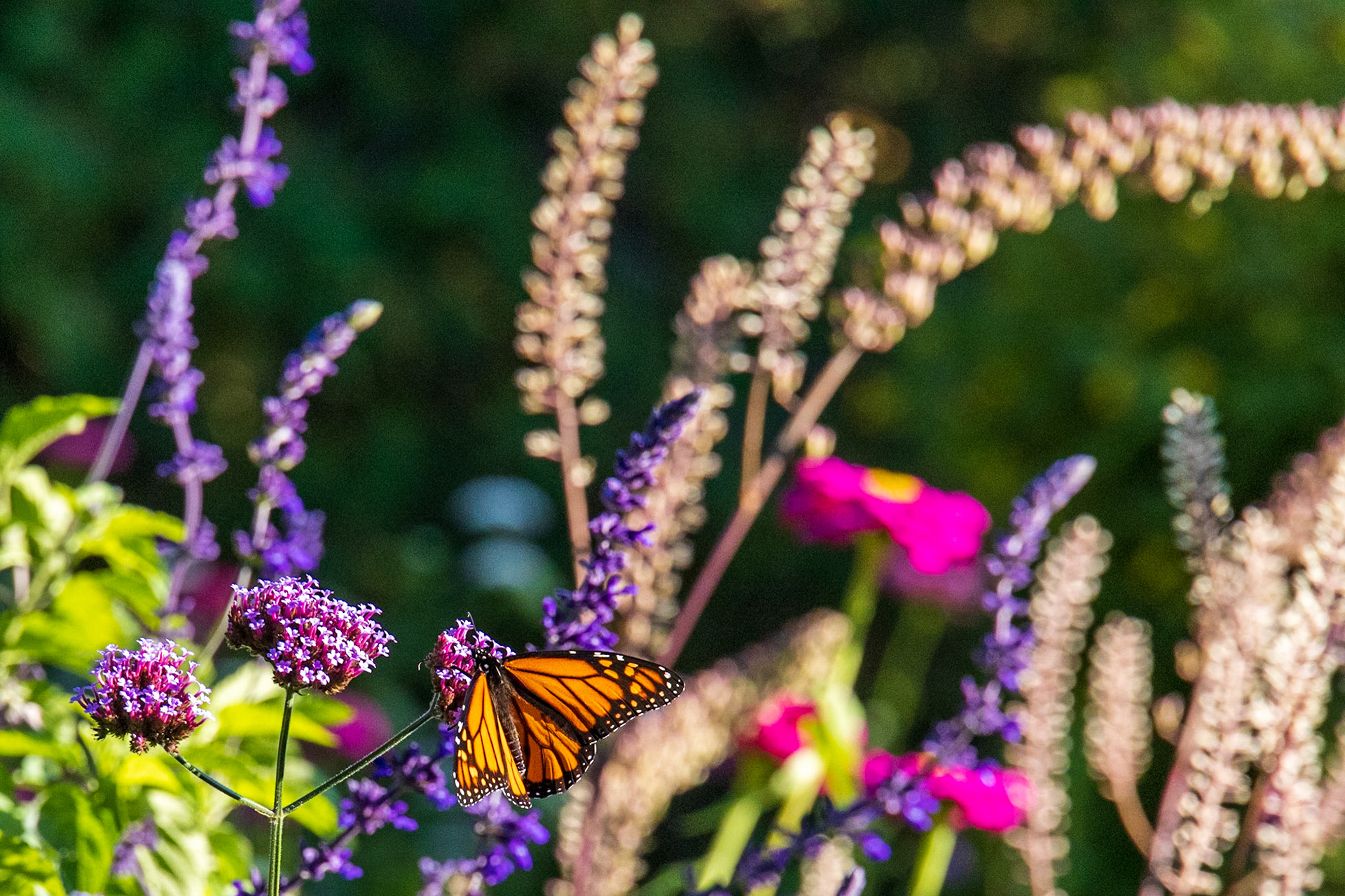 Thuya Garden, Asticou ME