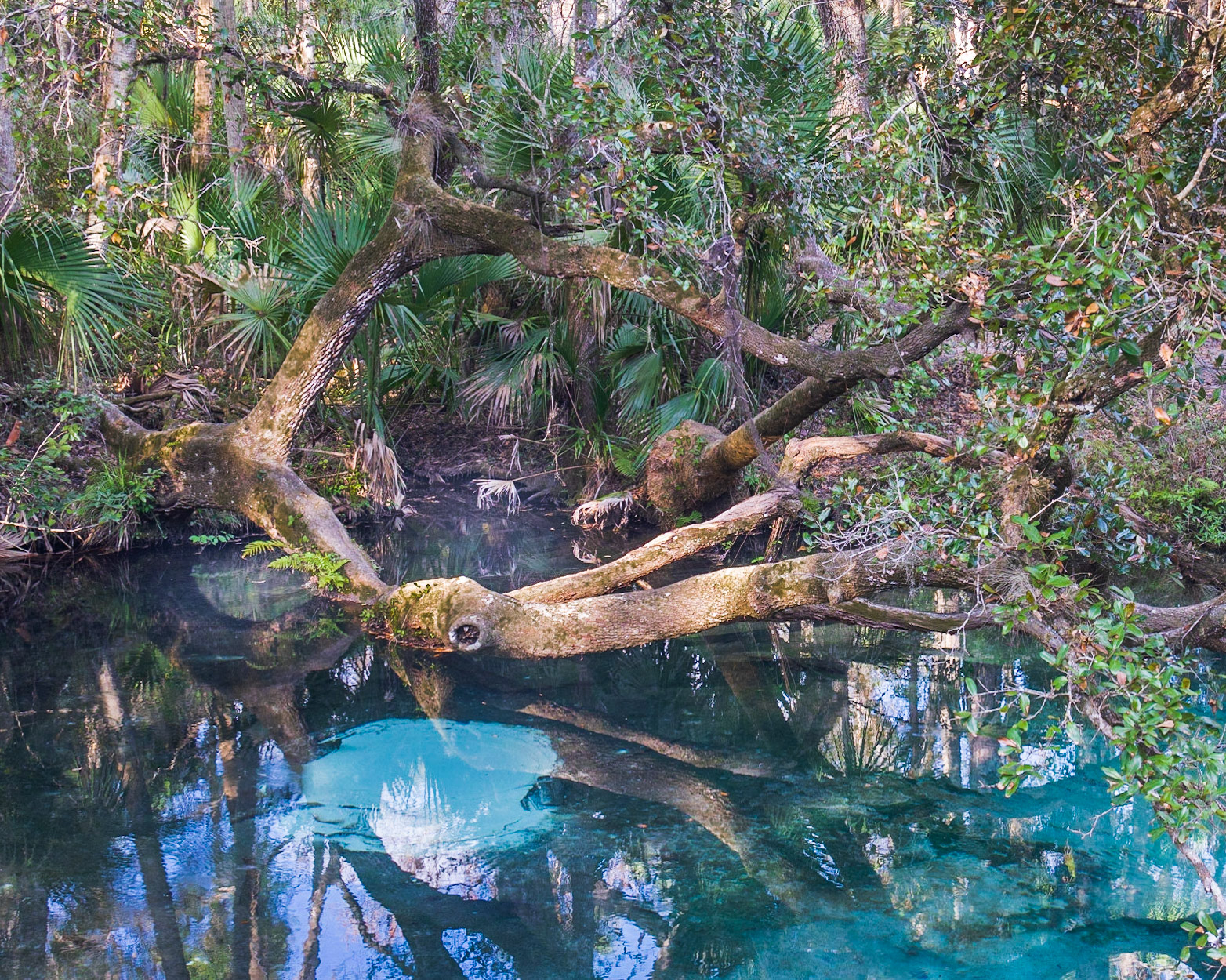 Fern Hammock Spring, FL