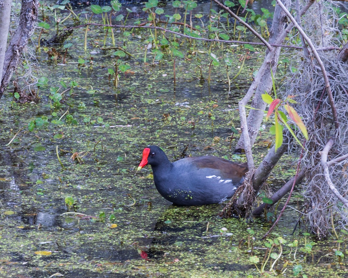 Circle B Bar Reserve FL