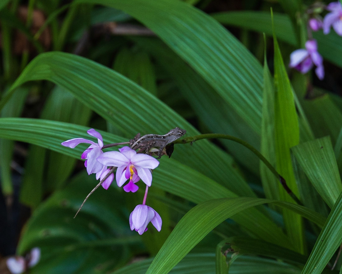 Naples Botanical Garden, FL
