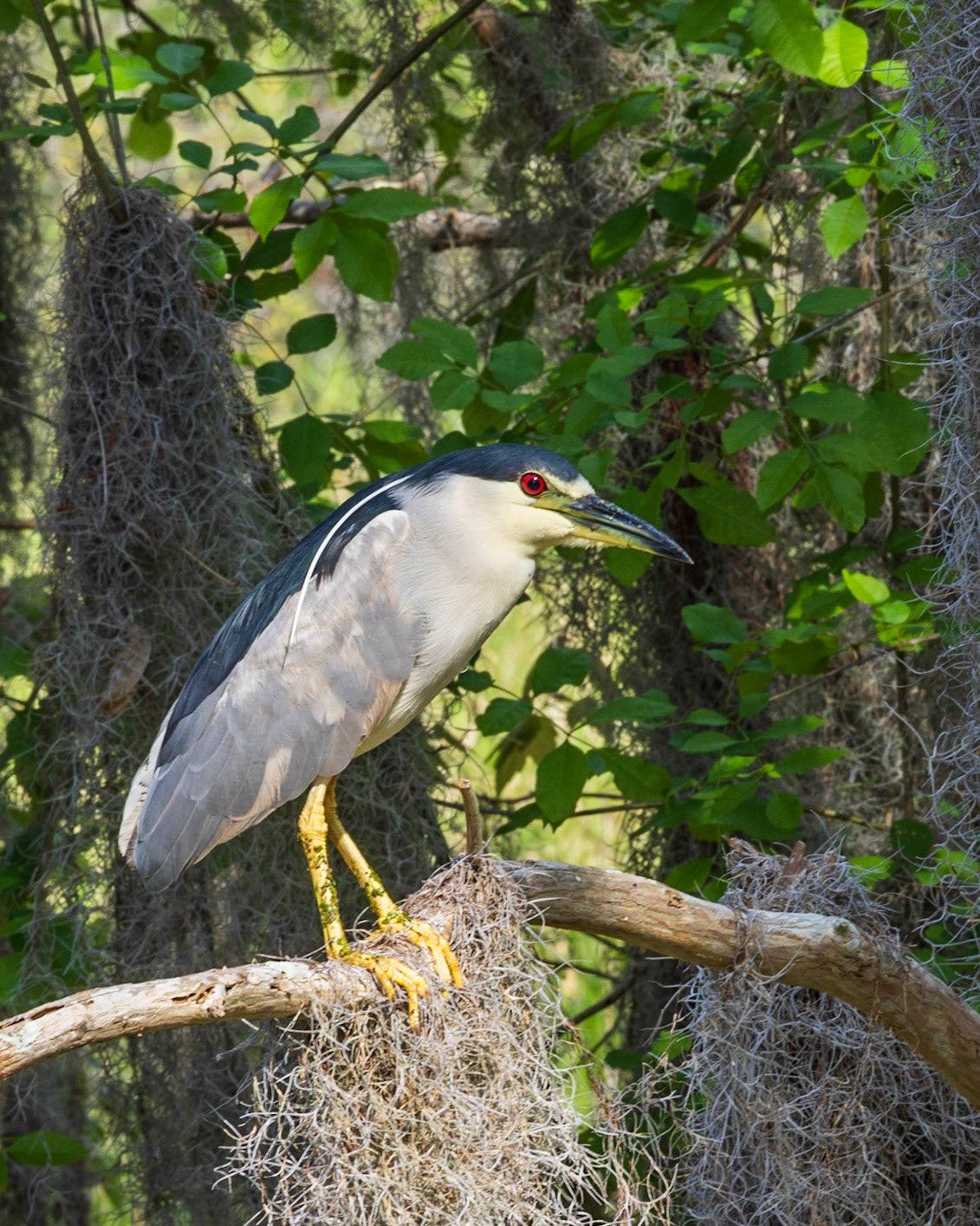 Circle B Bar Reserve FL
