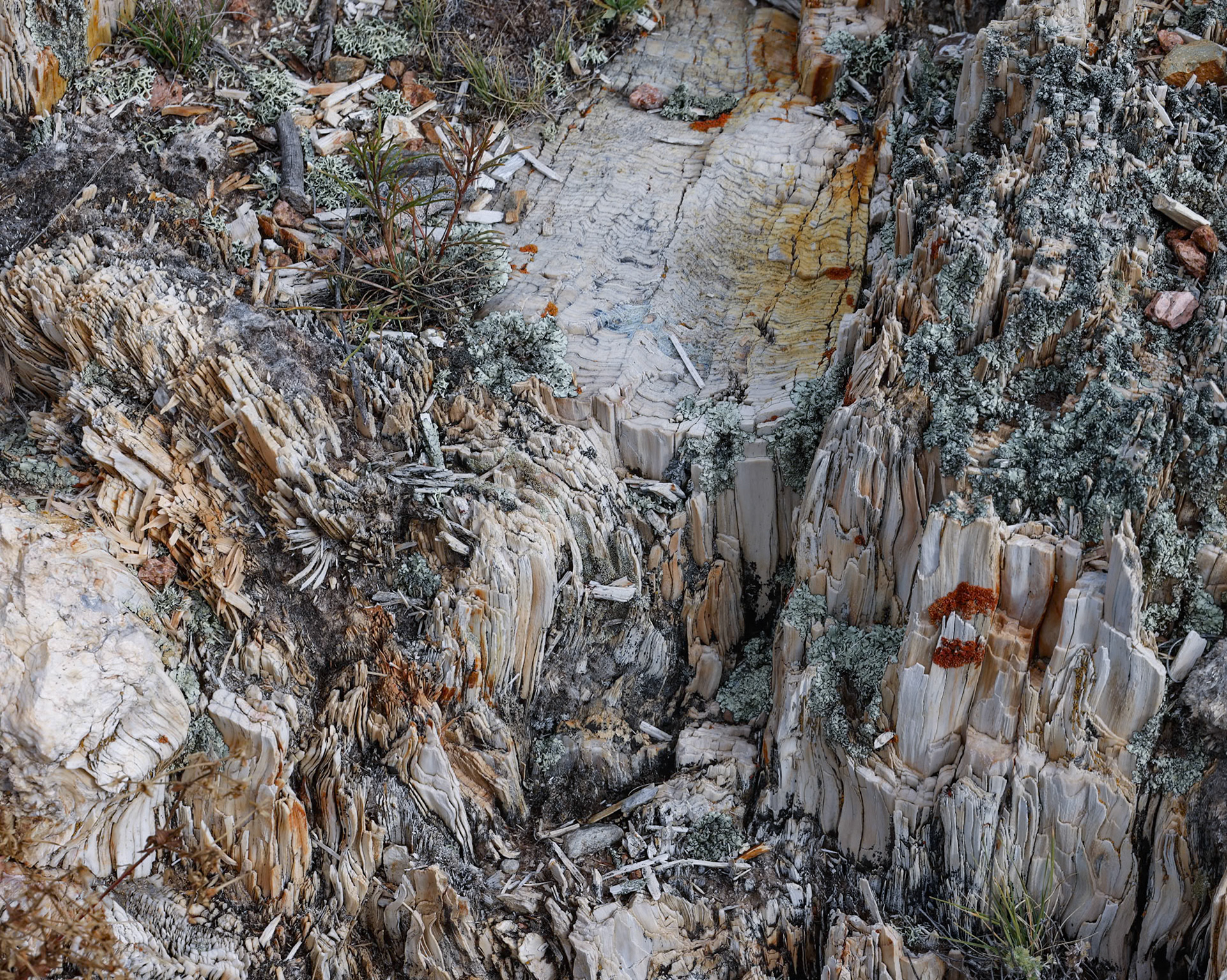Florissant Fossil Beds NM, Florissant CO