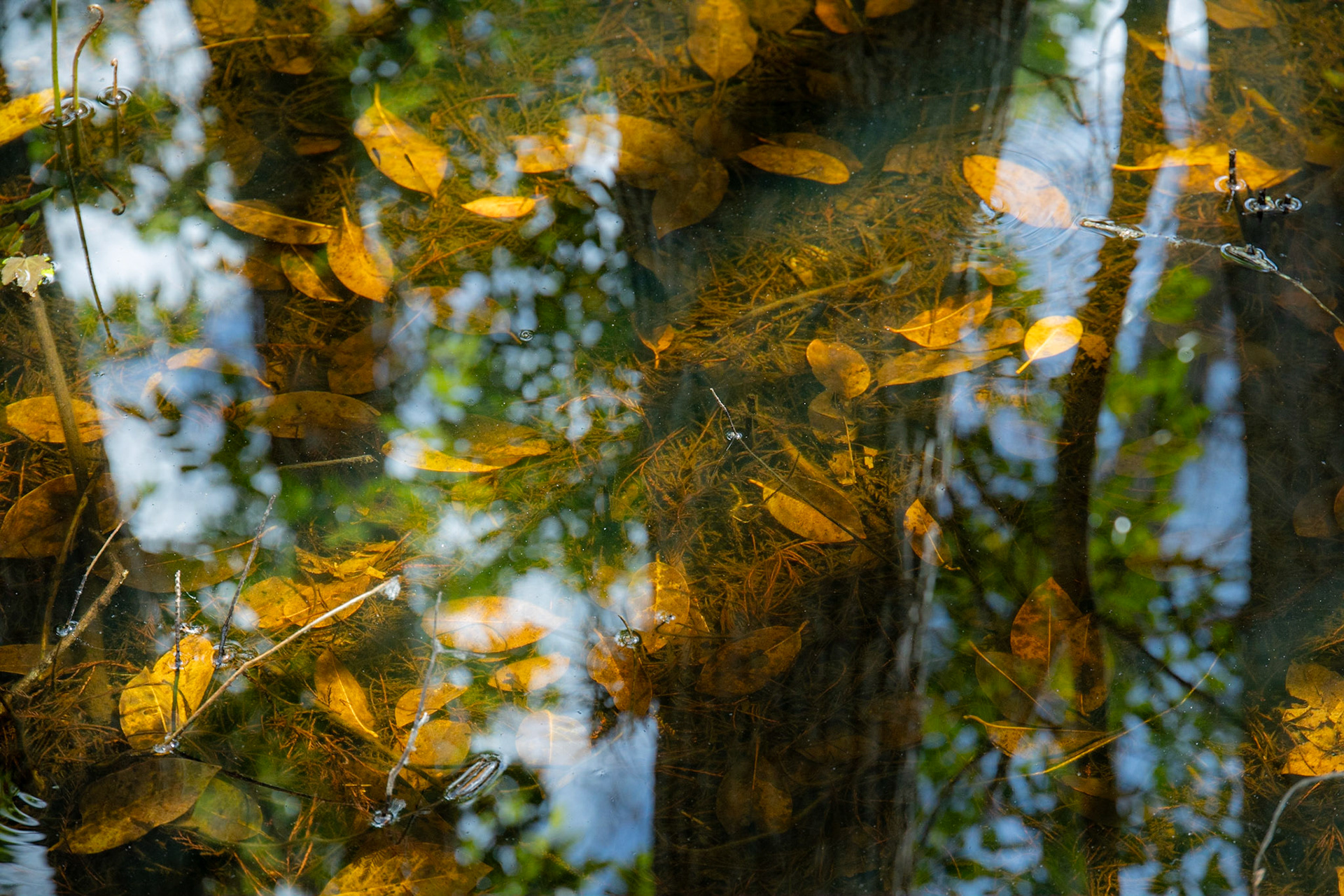 Corkscrew Swamp Sanctuary, Bonita Springs FL