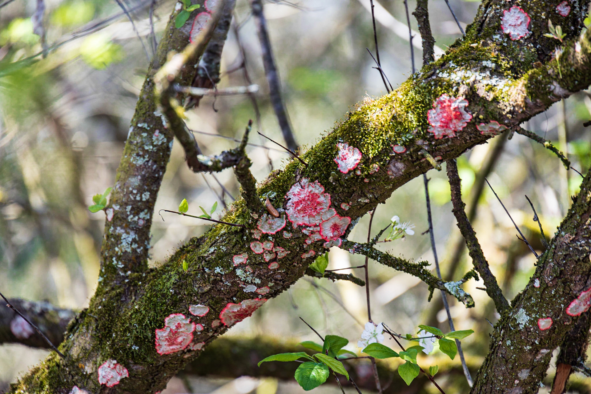 Withlacooche River Park