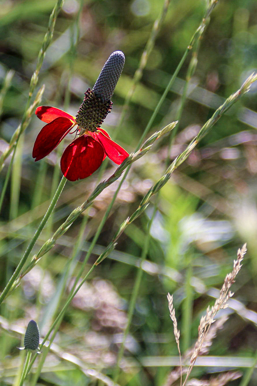 Wickham Gulch CG, MT