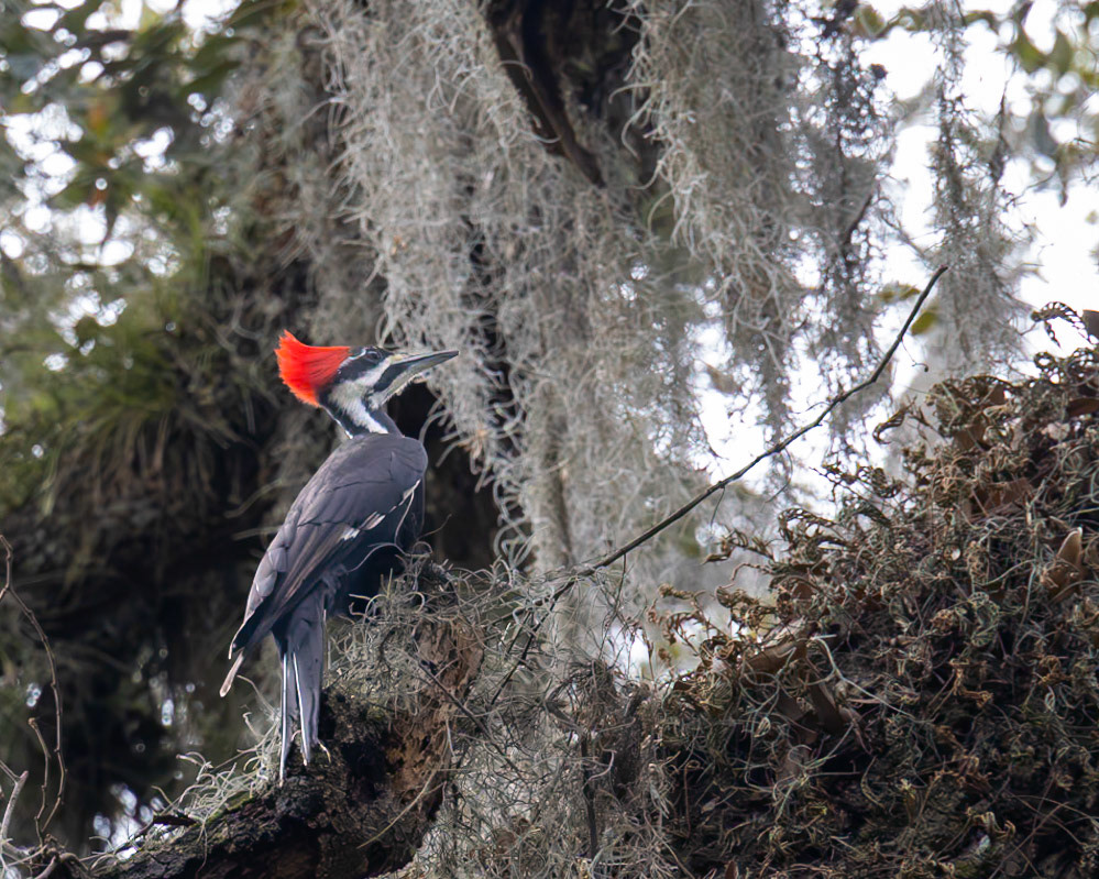 Circle Bar B Preserve, Lakeland FL