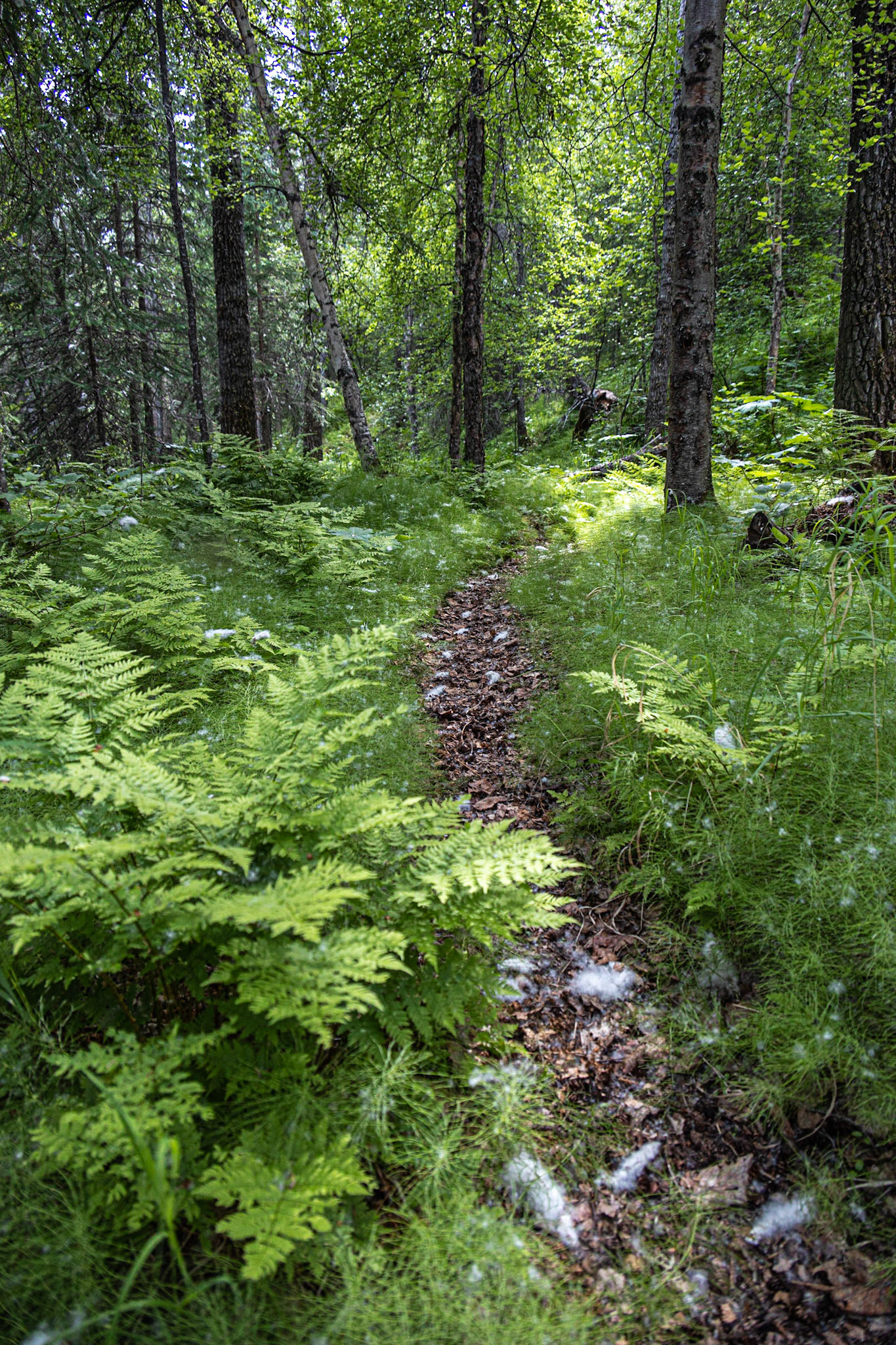 Bowman Mining Camp Trip, Lake Clark, AK