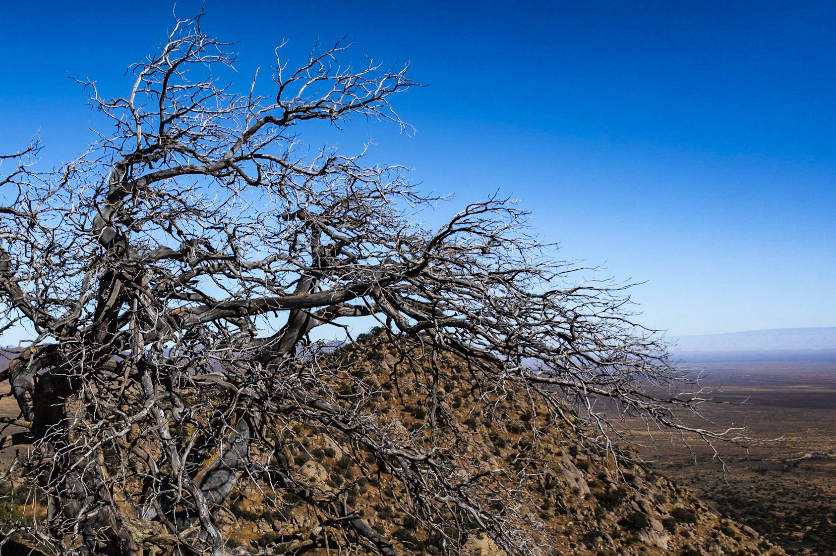 Pine Tree Trail, Organ Mtns, NM