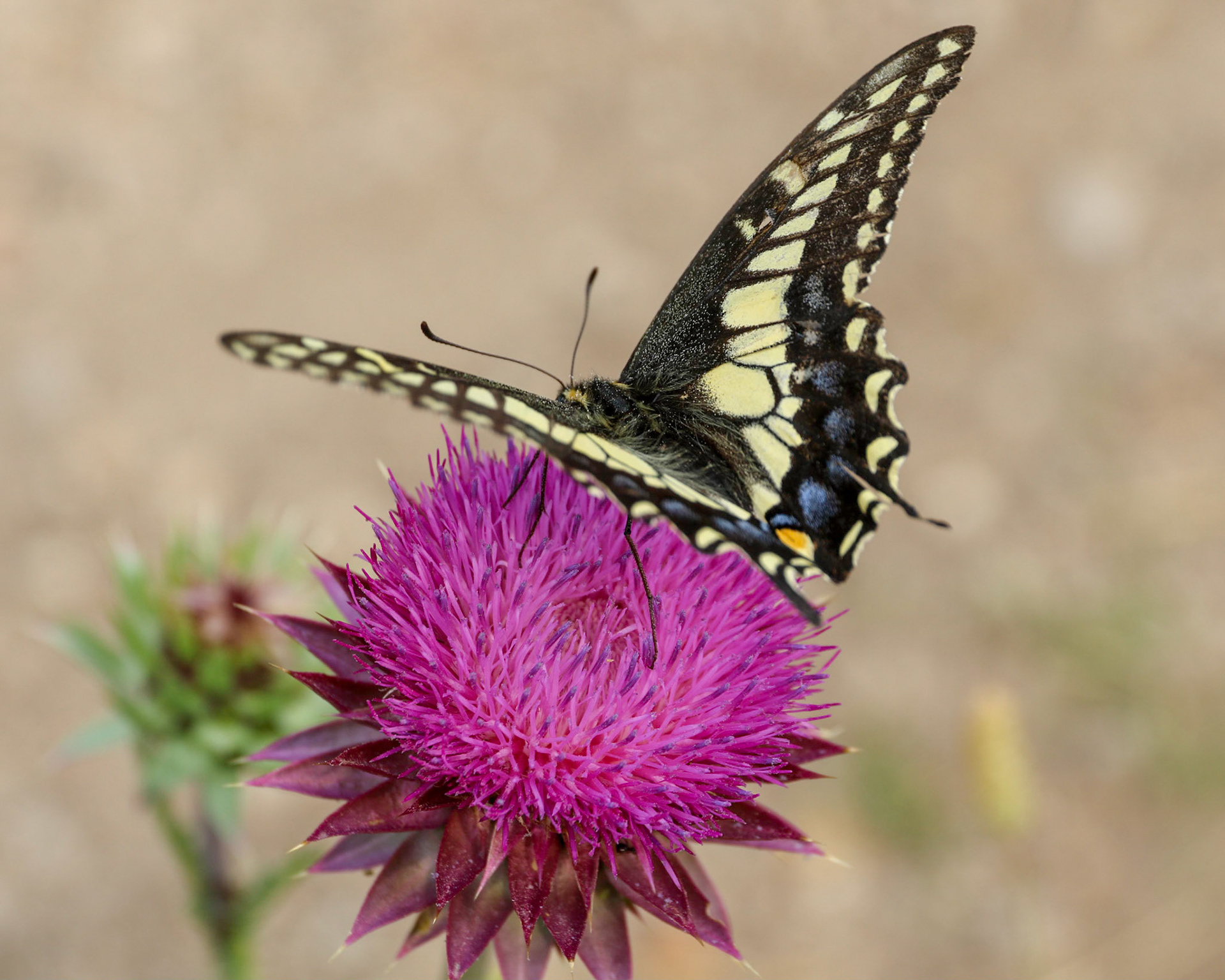 South Willow Creek Road, Pony MT