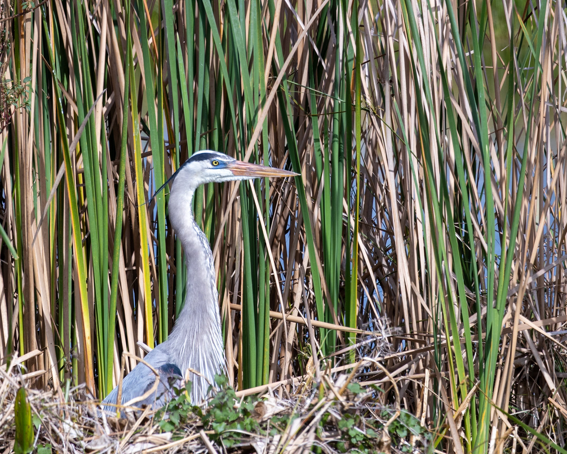 Emeralda Marsh Leesburg FL