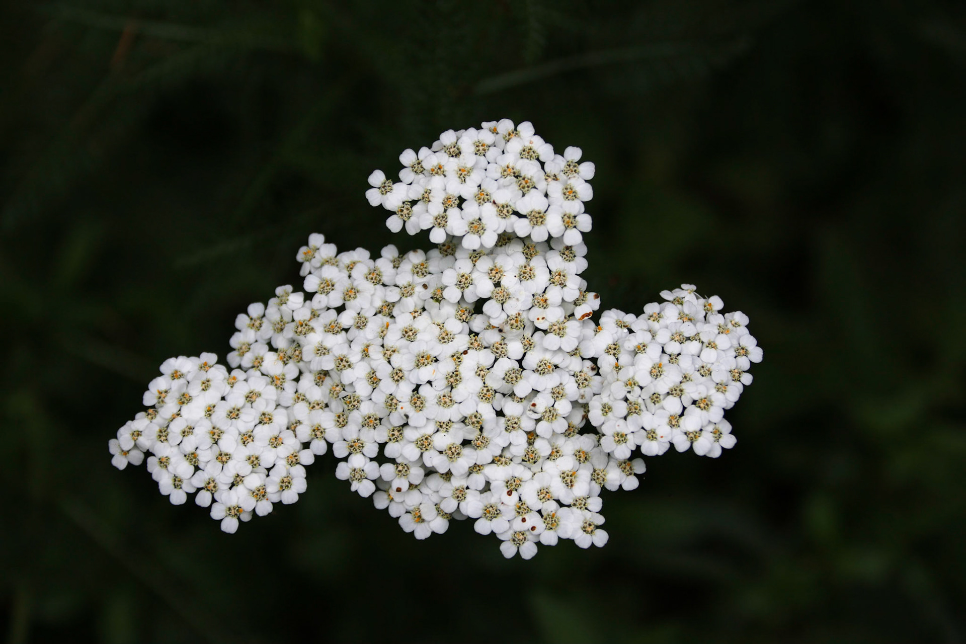 NF 1055, Rock Creek Wilderness Area OR
