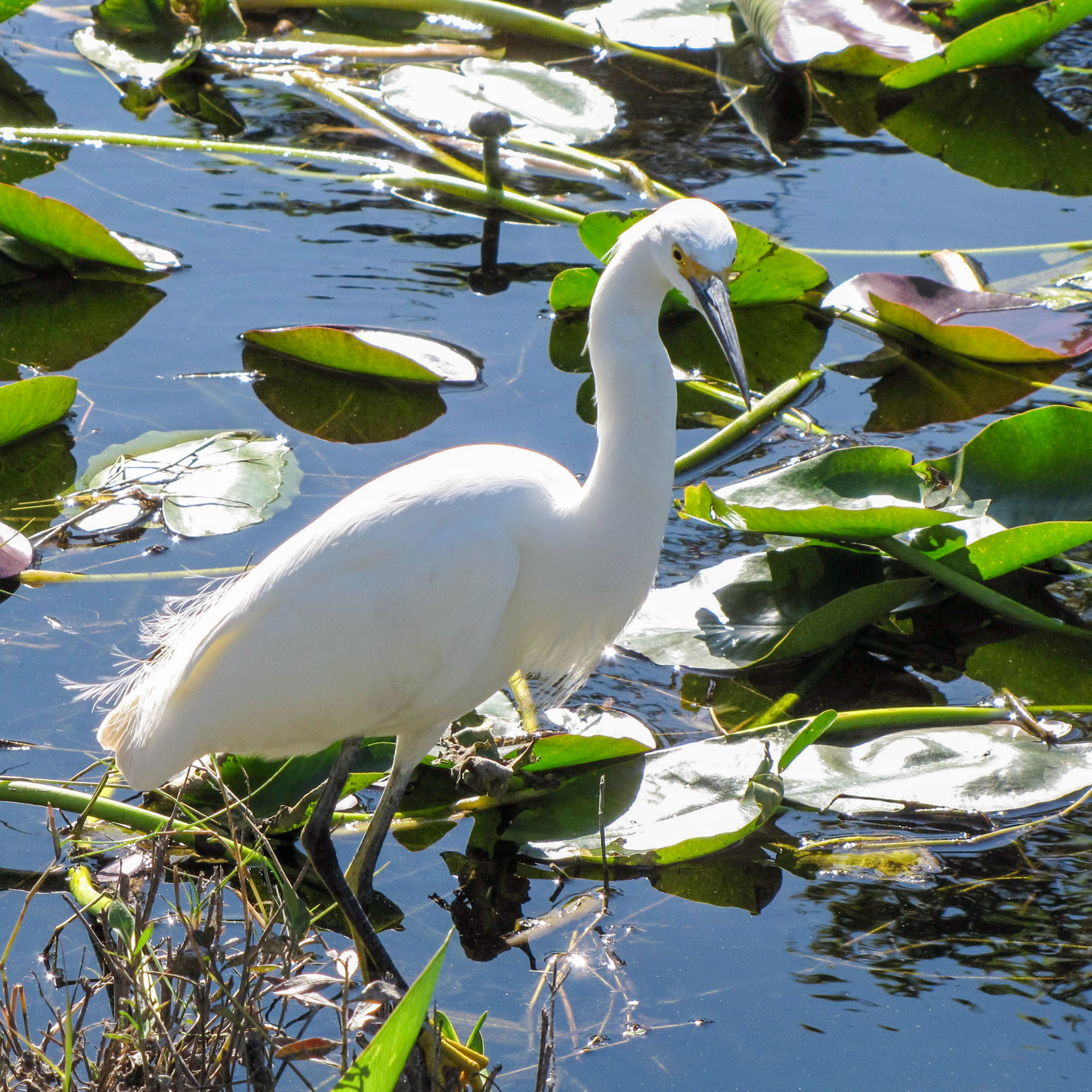 Everglades NP FL