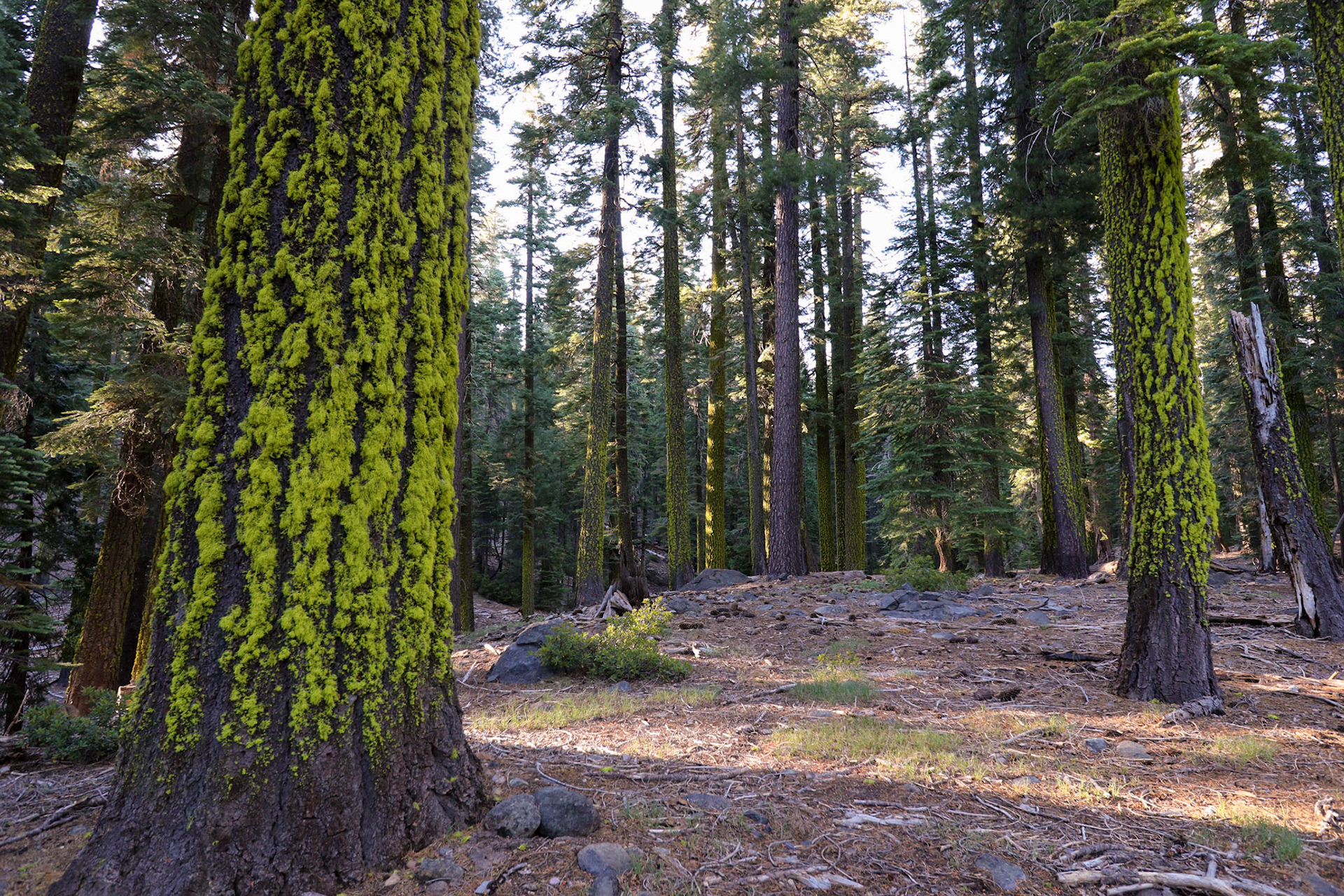 Morgan Summit, Mineral CA