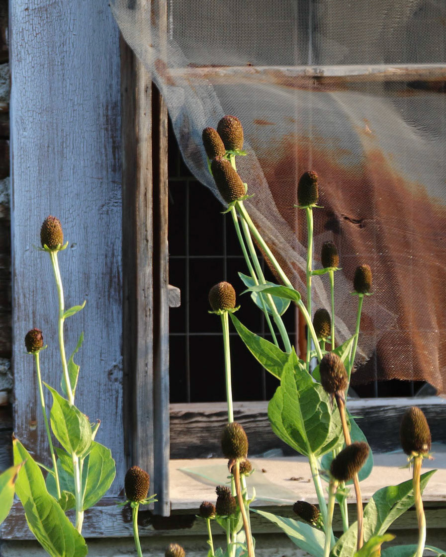 Mill Creek, Tobbacco Root Mts  MT