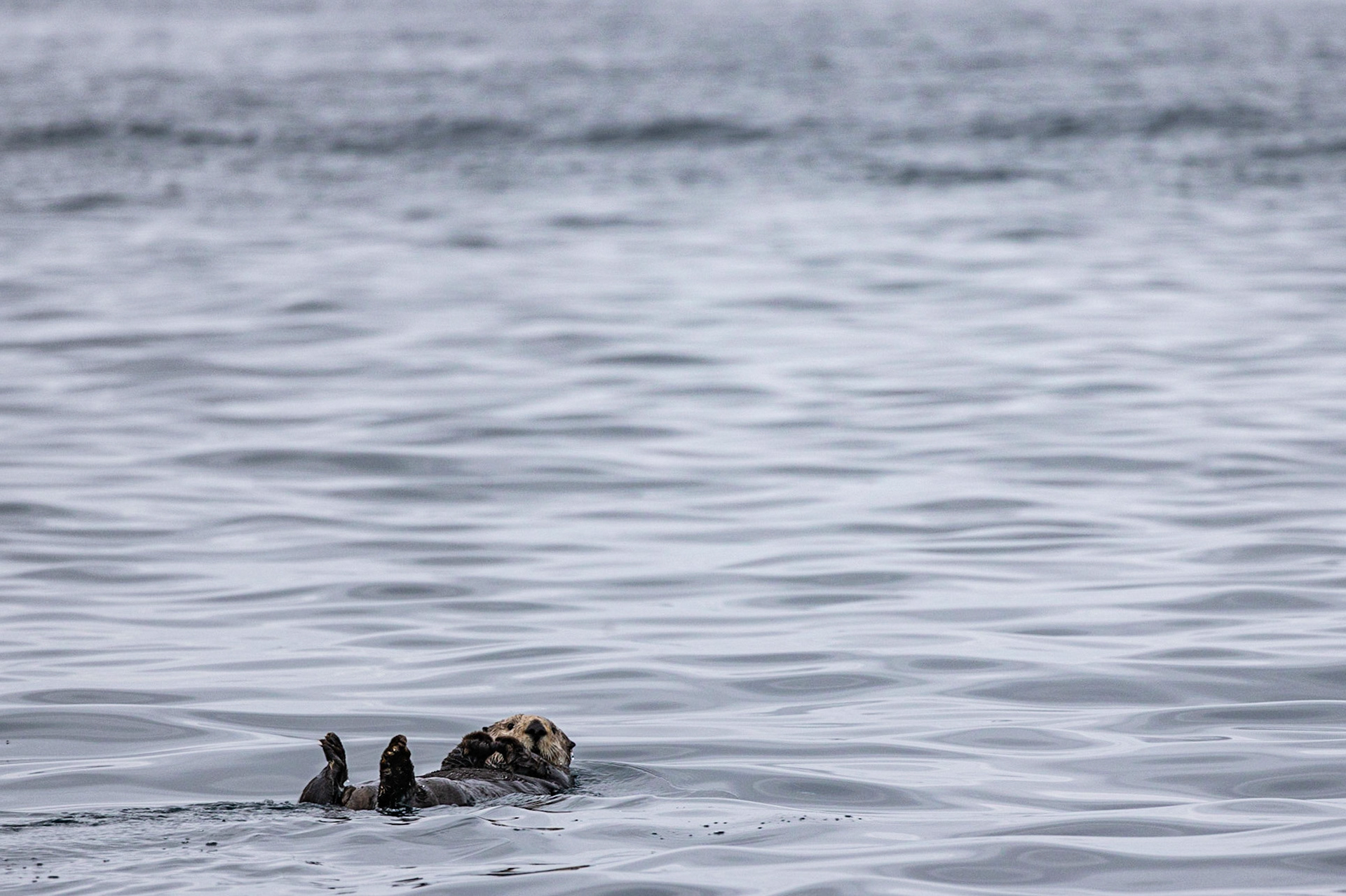 Prince William Sound AK