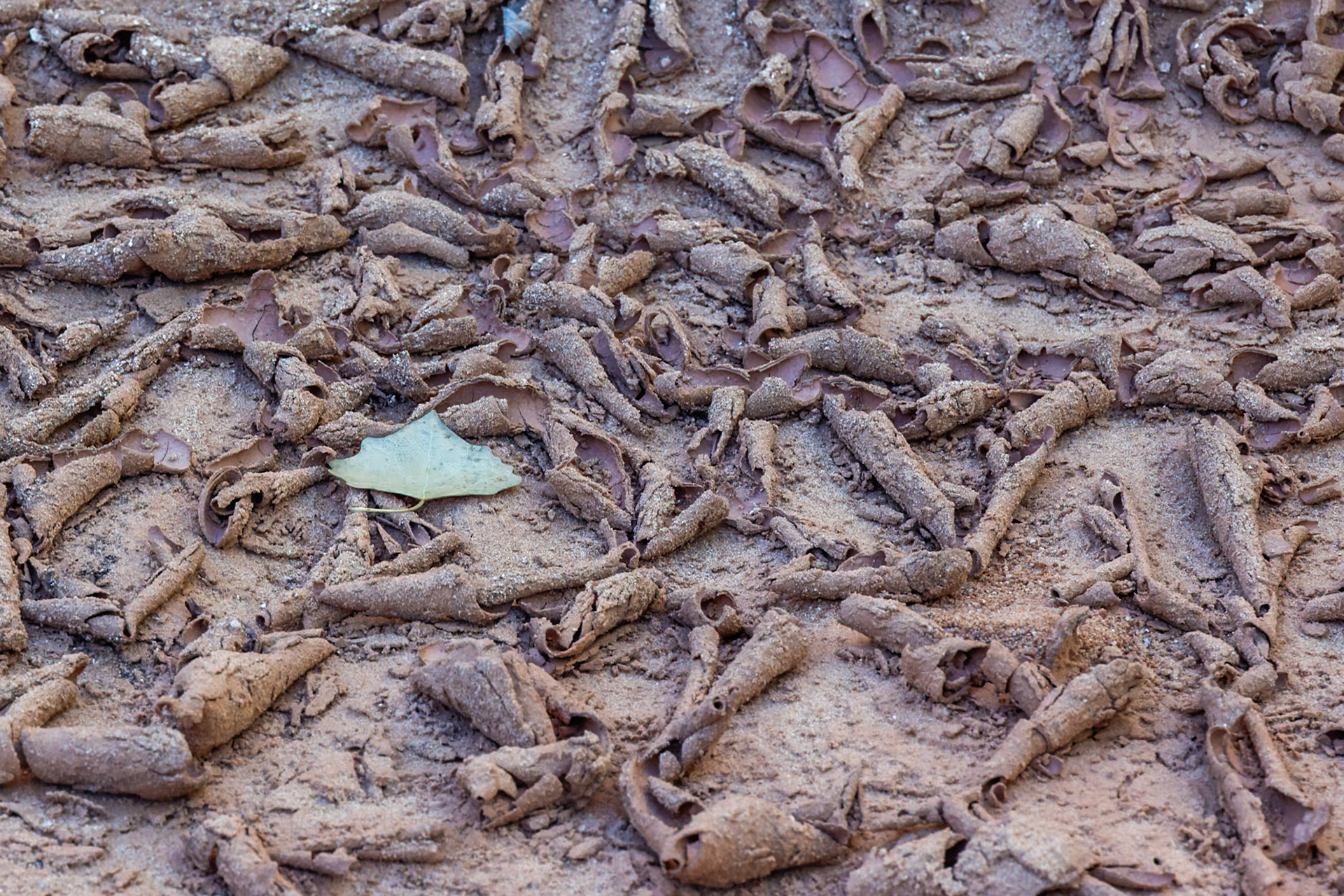 Natural Bridges NM, Blanding UT