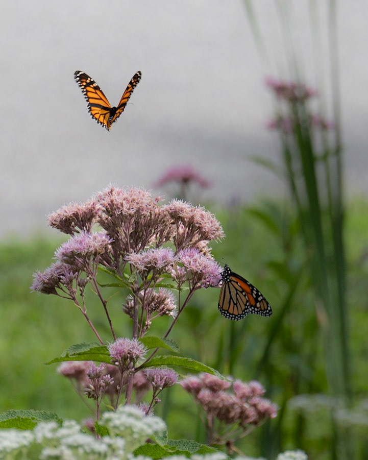 Saranac Lake Island, NY
