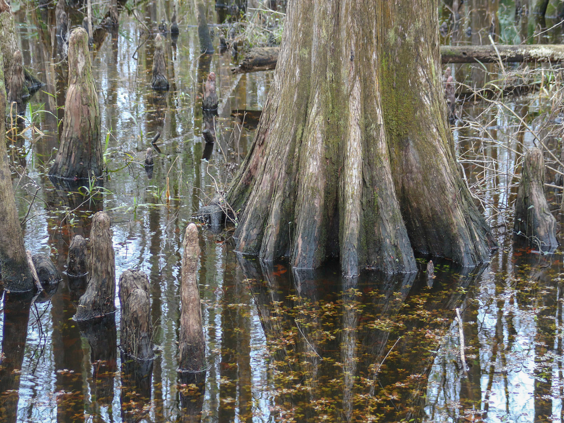 Shell Mound, Cedar Key FL