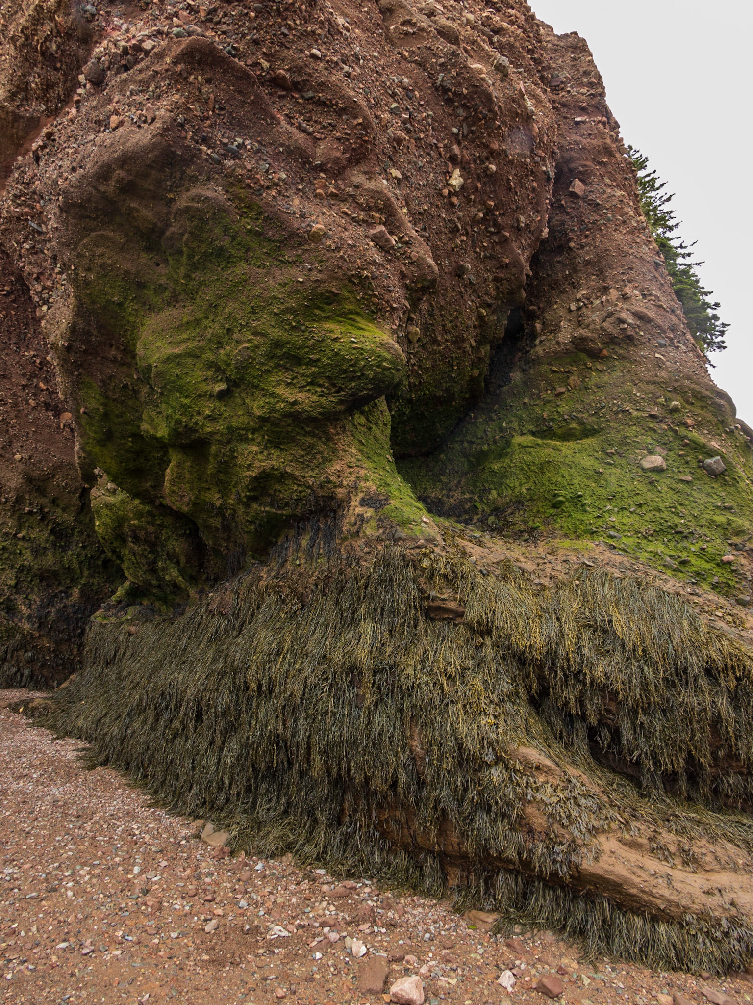 Hopewell Rocks PP, New Brunswick