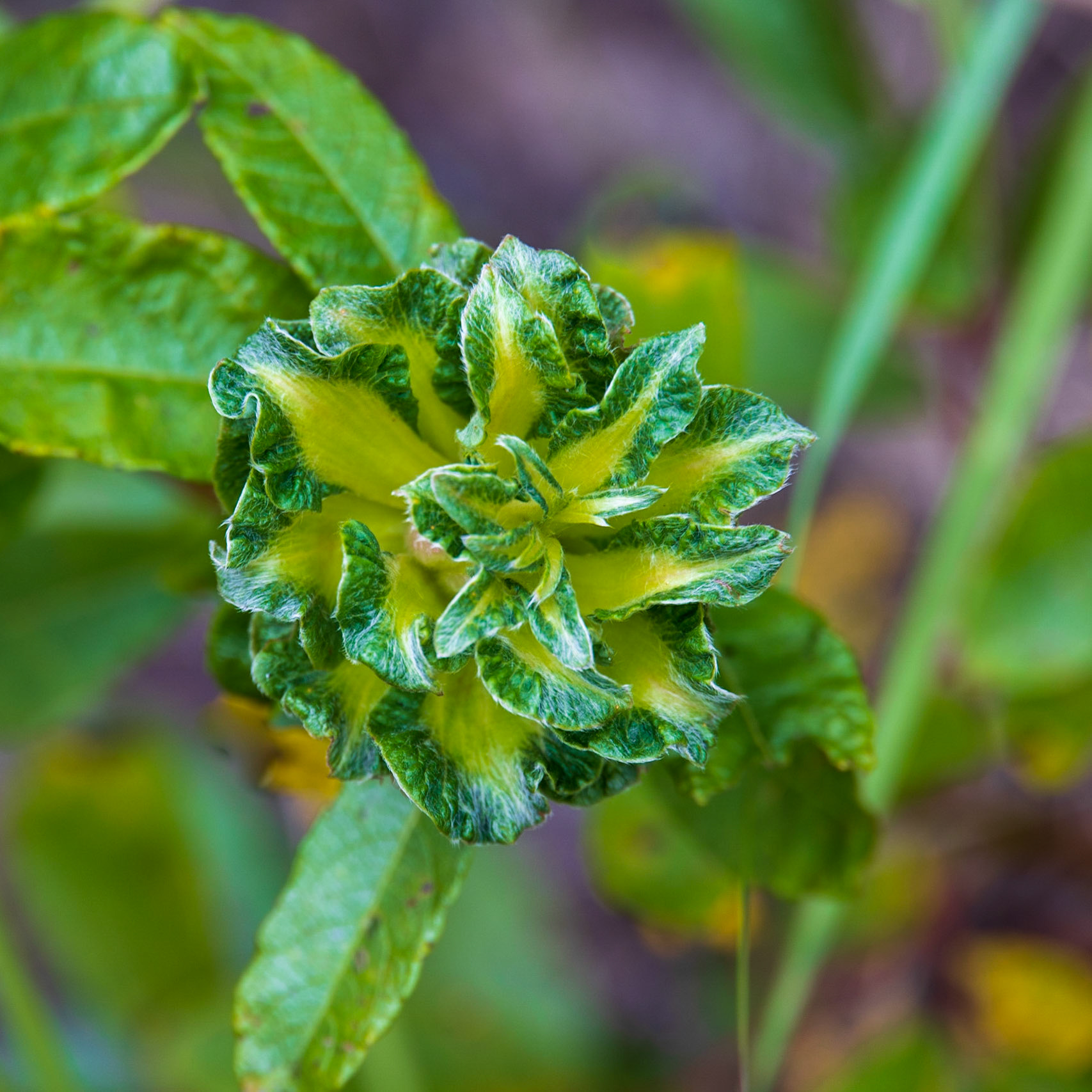 K 94, Expedition 51, QC