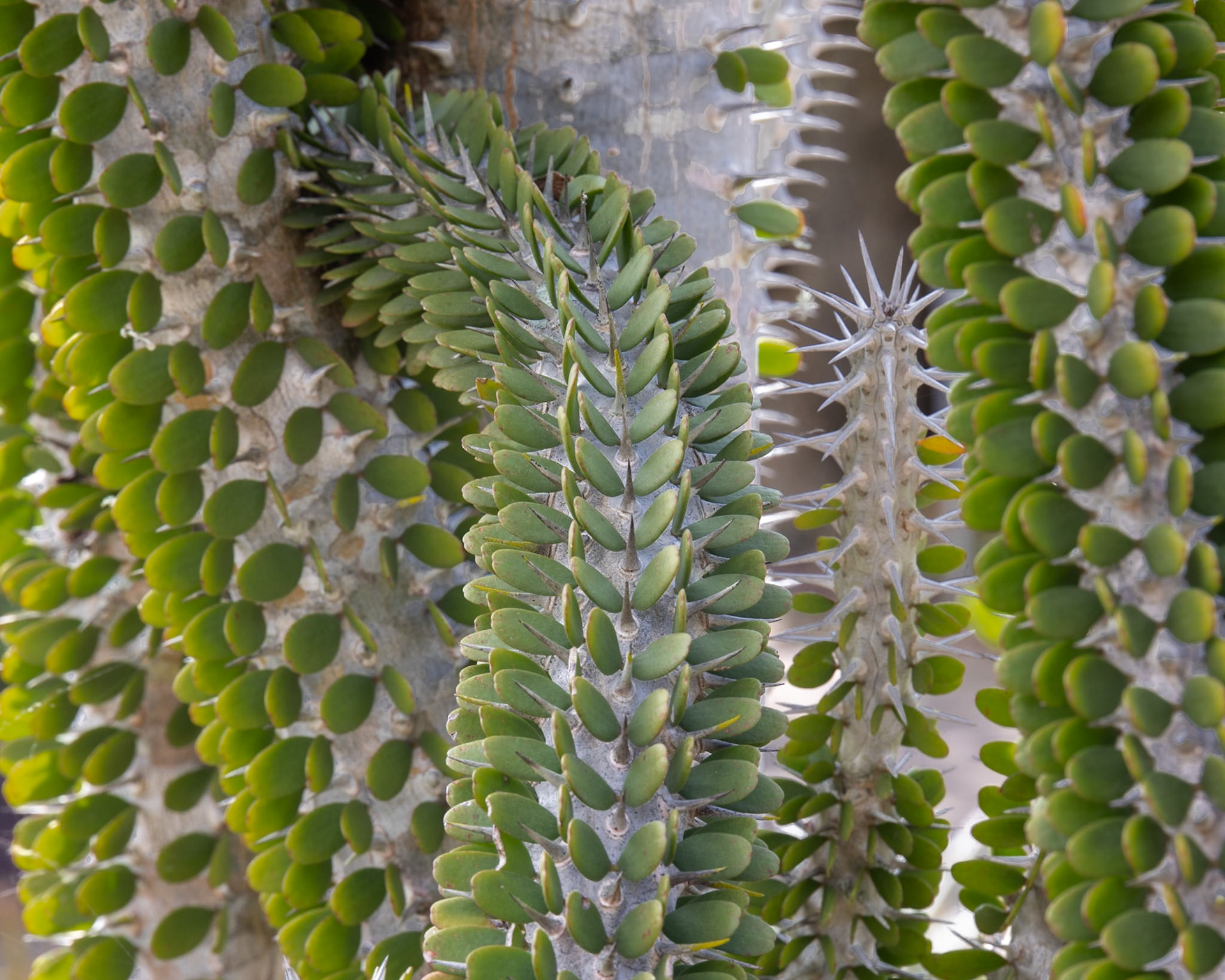 Naples Botanical Gardens, Naples FL