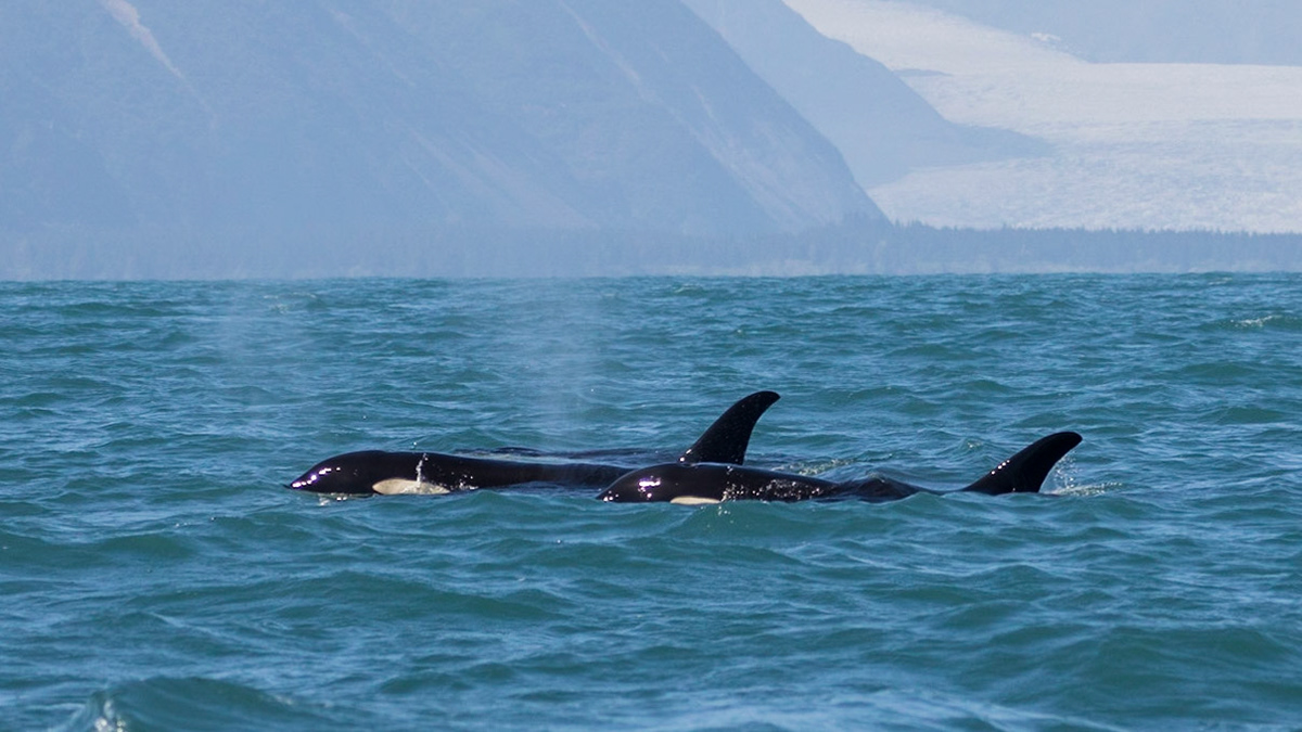 Resurrection Bay, AK