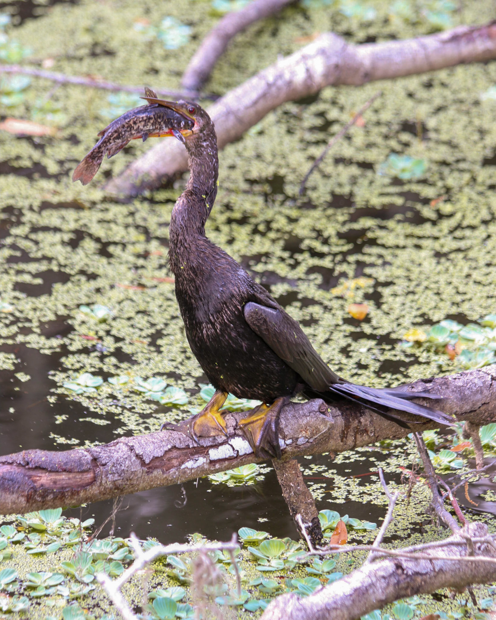 Circle B Bar Reserve, Lakeland FL
