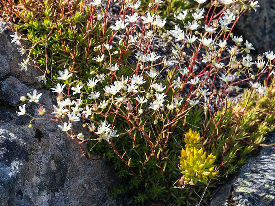 Buchanan Lookout, Kaslo BC