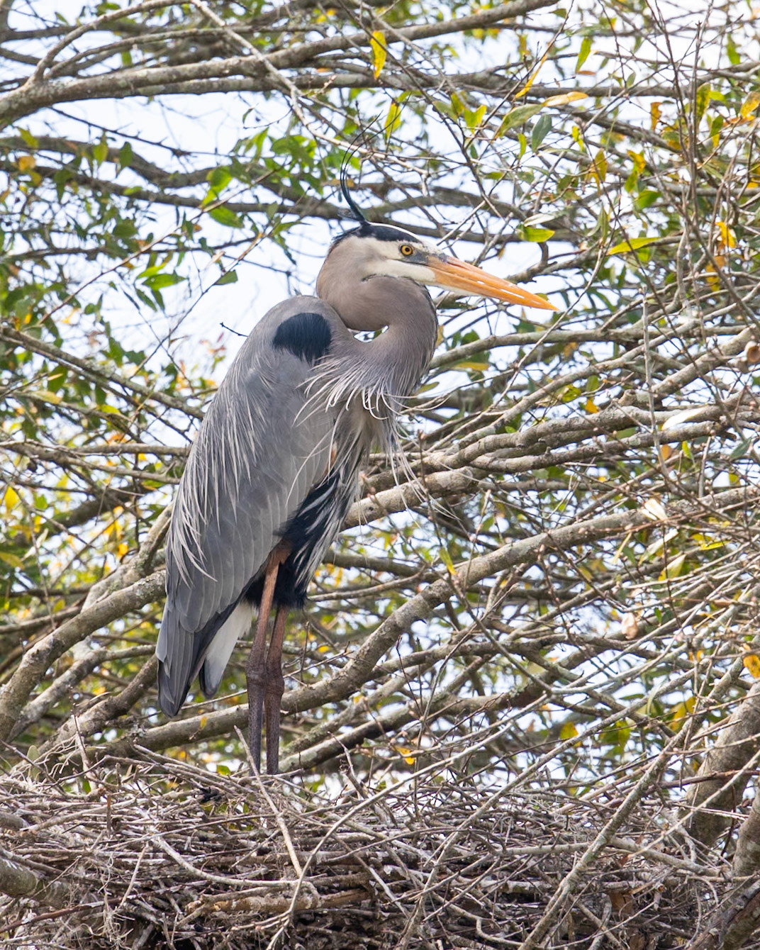 Circle Bar B Preserve, Lakeland FL