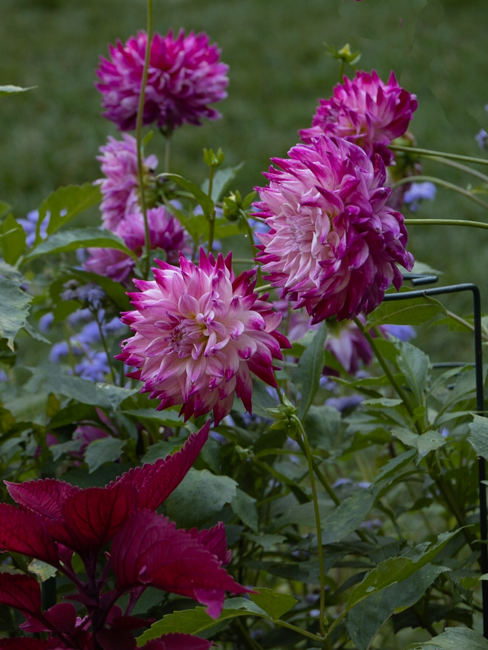 Thuya Garden, Asticou ME