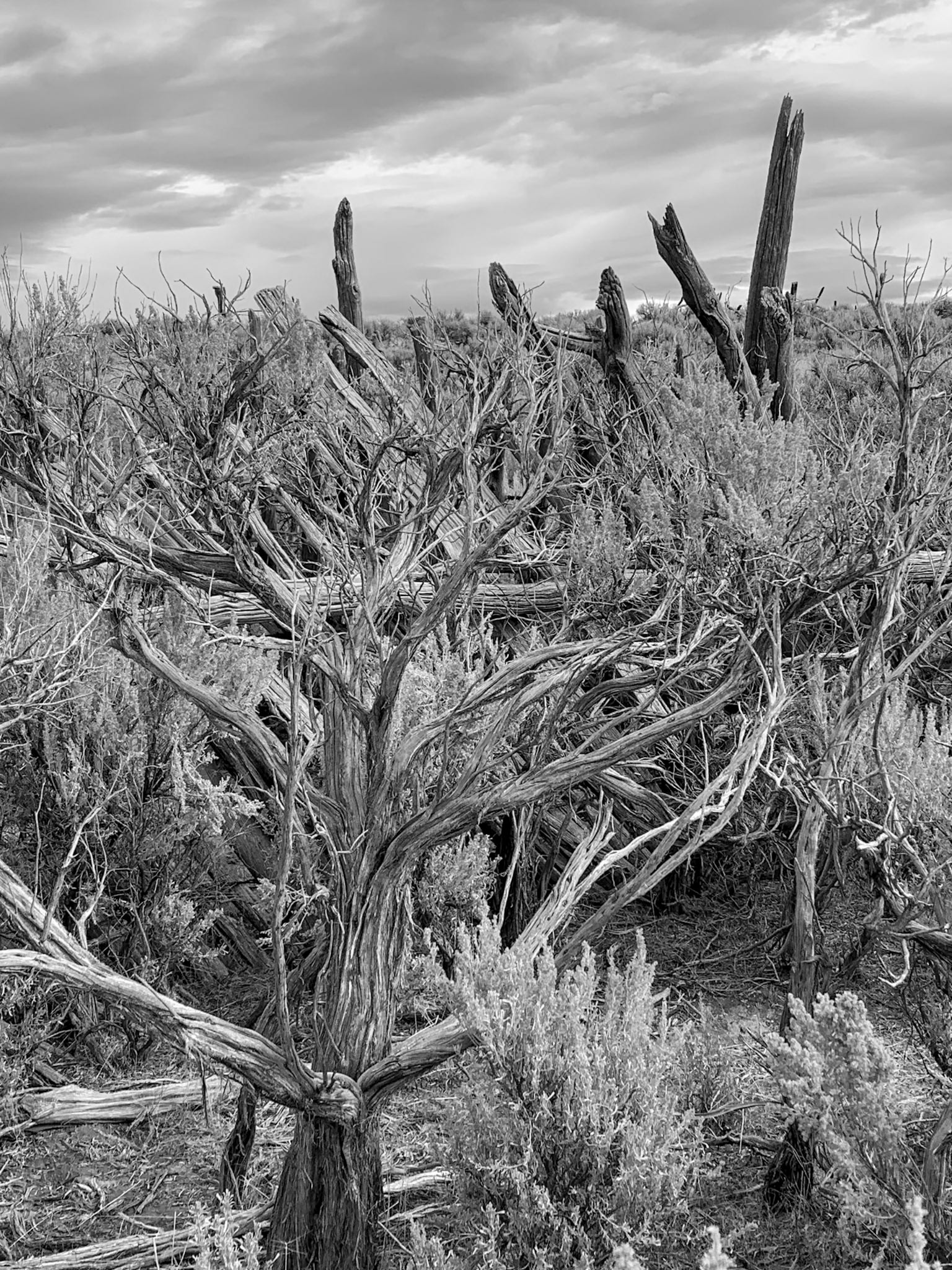 North Black Rock Range Wilderness, NV