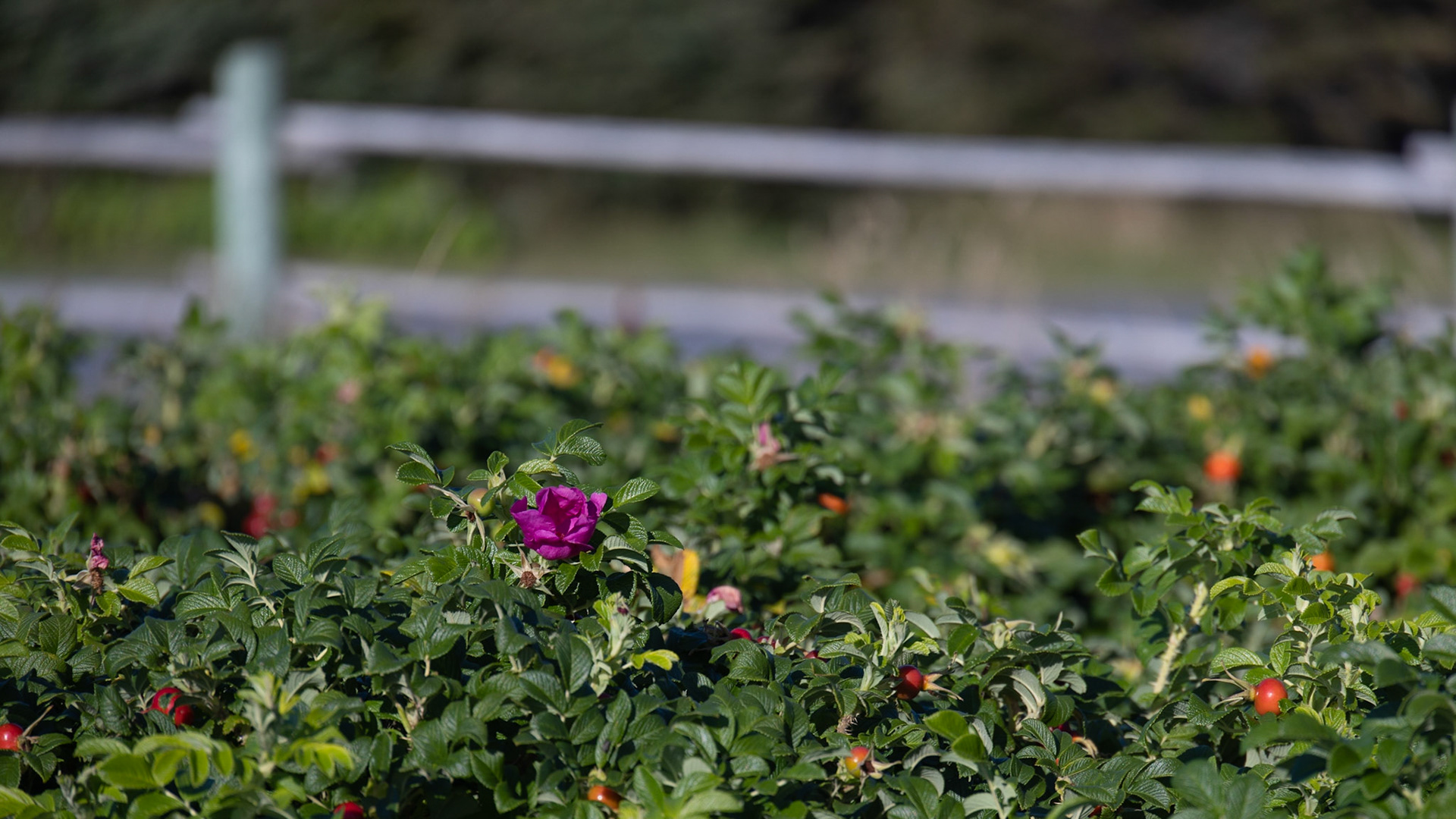 Lobster Cove Head, NL