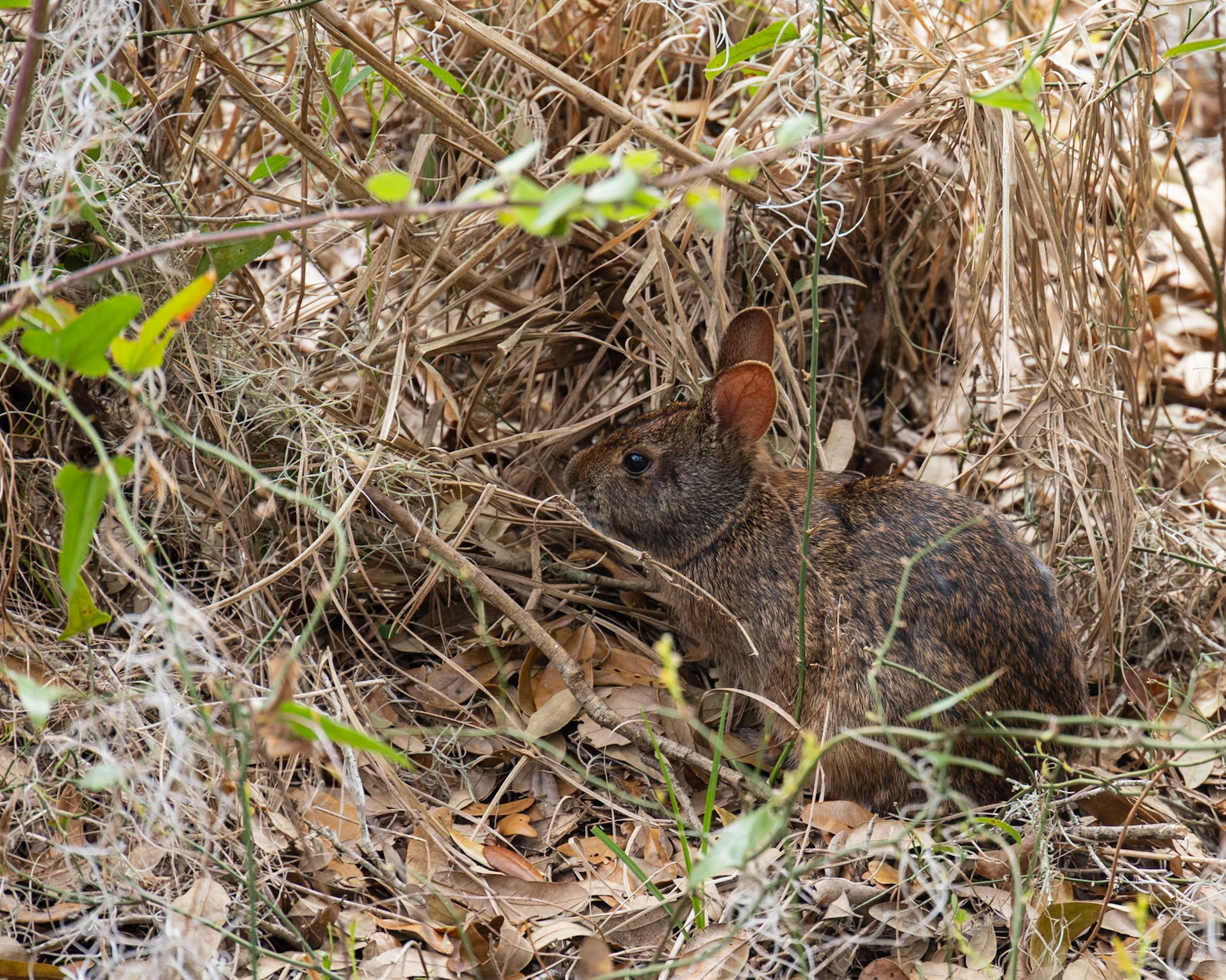 La Chua Boardwalk, Micanopy  FL