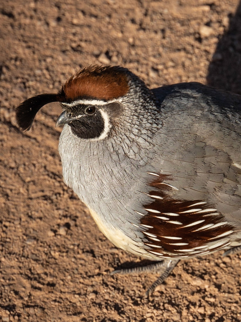 Desert Botanical Garden, Poenix AZ