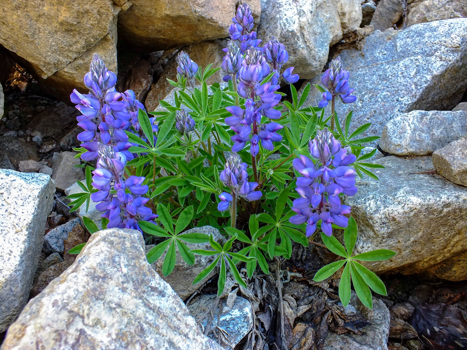 Tatsamenie Lake Camp BC