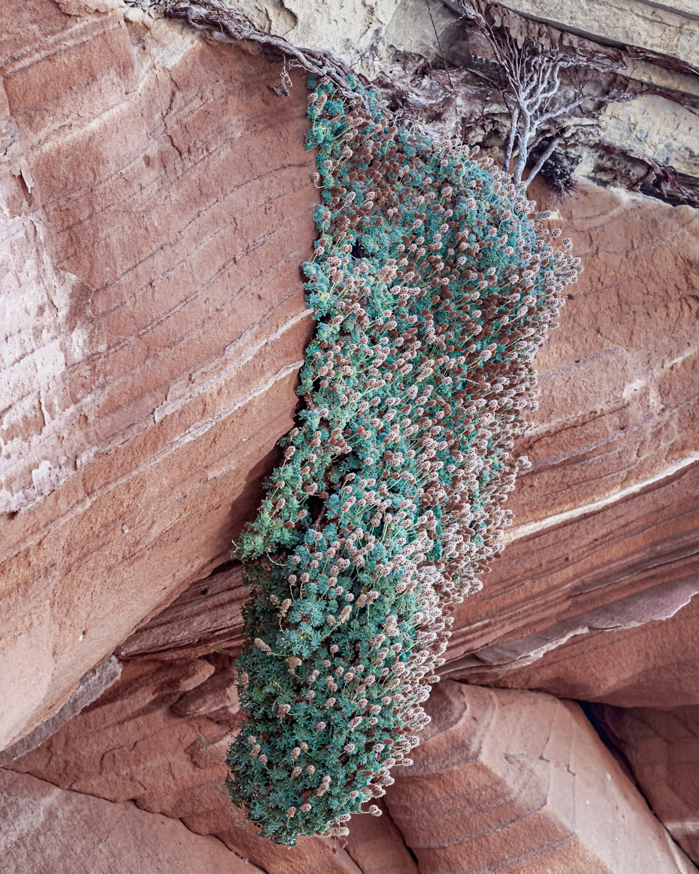 White Pockets, Vermillion Cliffs AZ