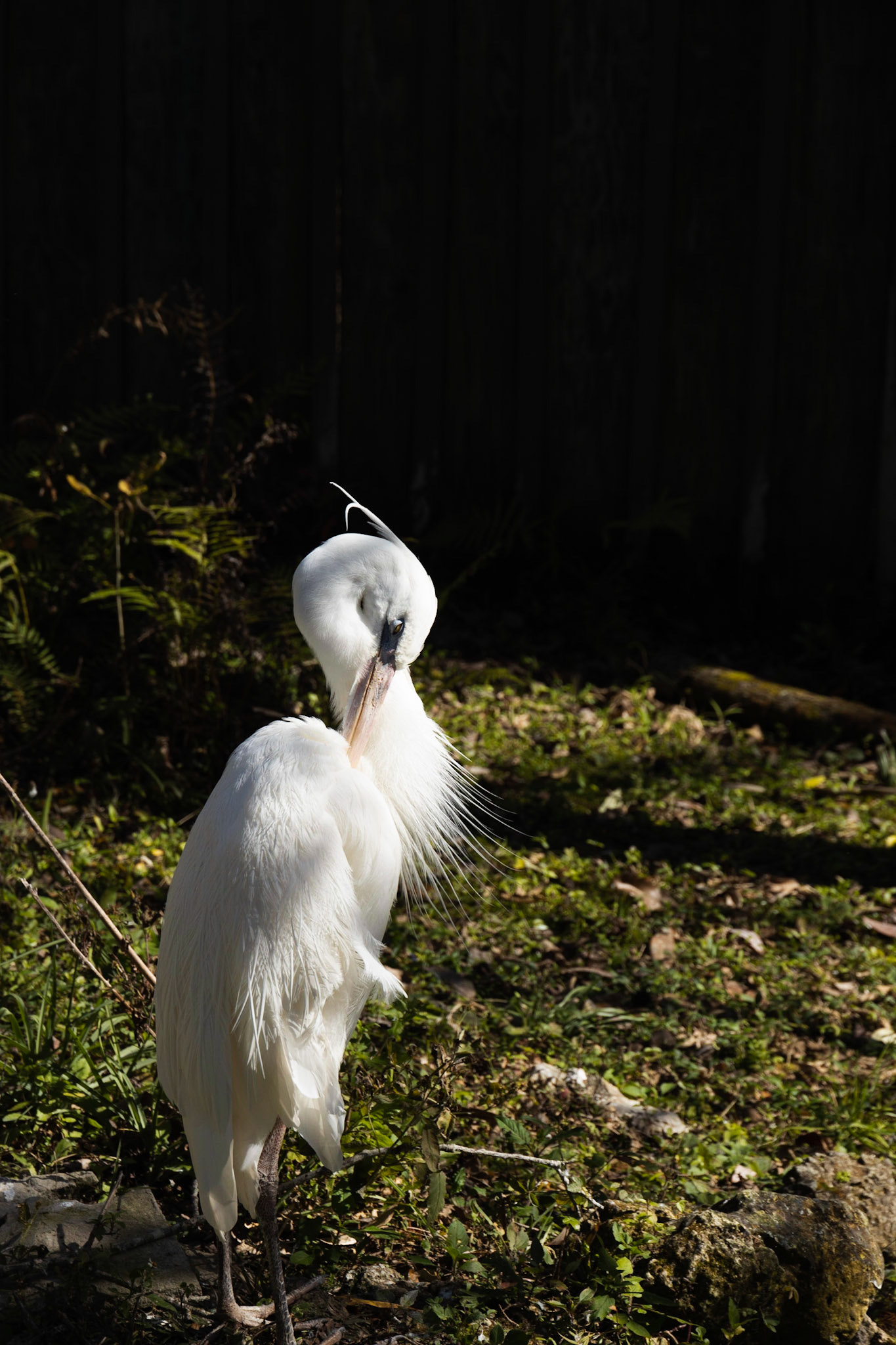 Ellie Schiller Wildlife SP