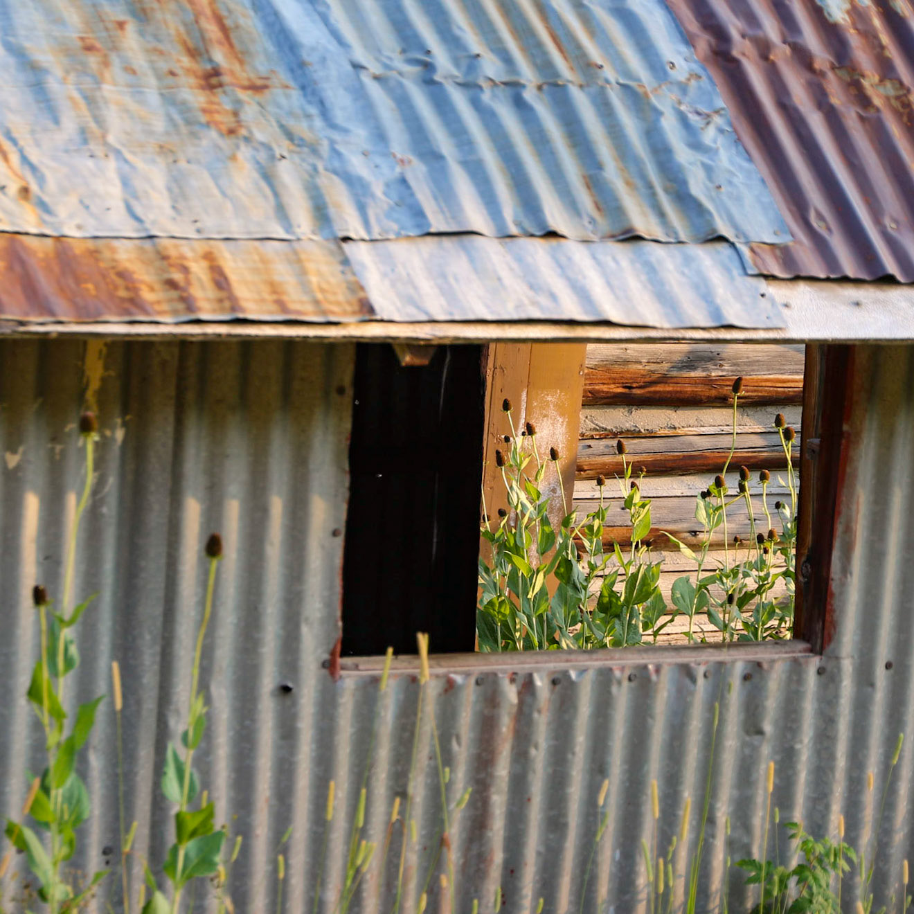 Mill Creek, Tobbacco Root Mts  MT