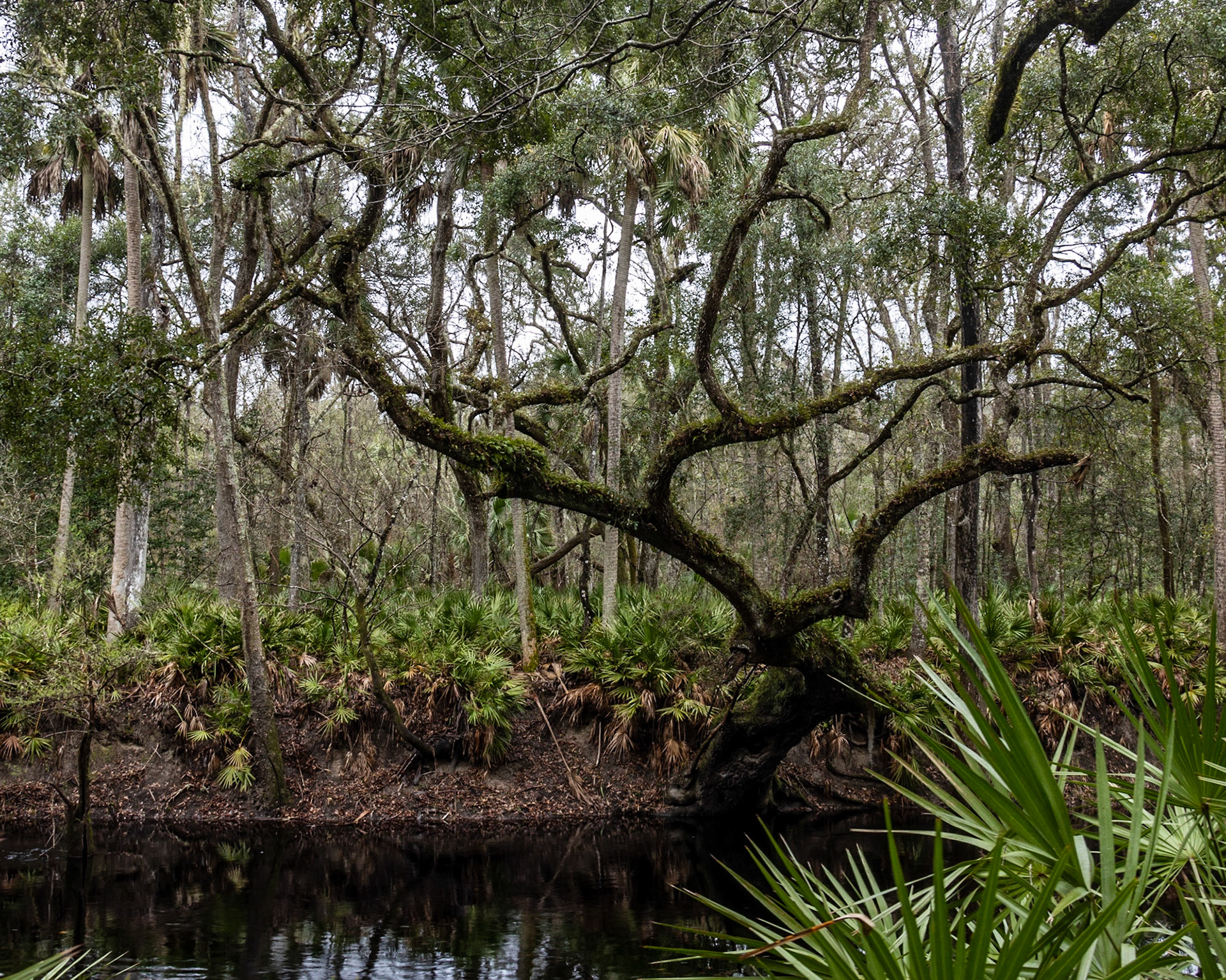 Aucilla River, Goose Pasture Road, FL