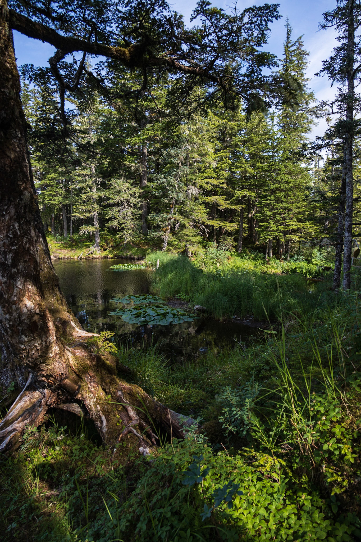 Pipeline Lakes Trail AK