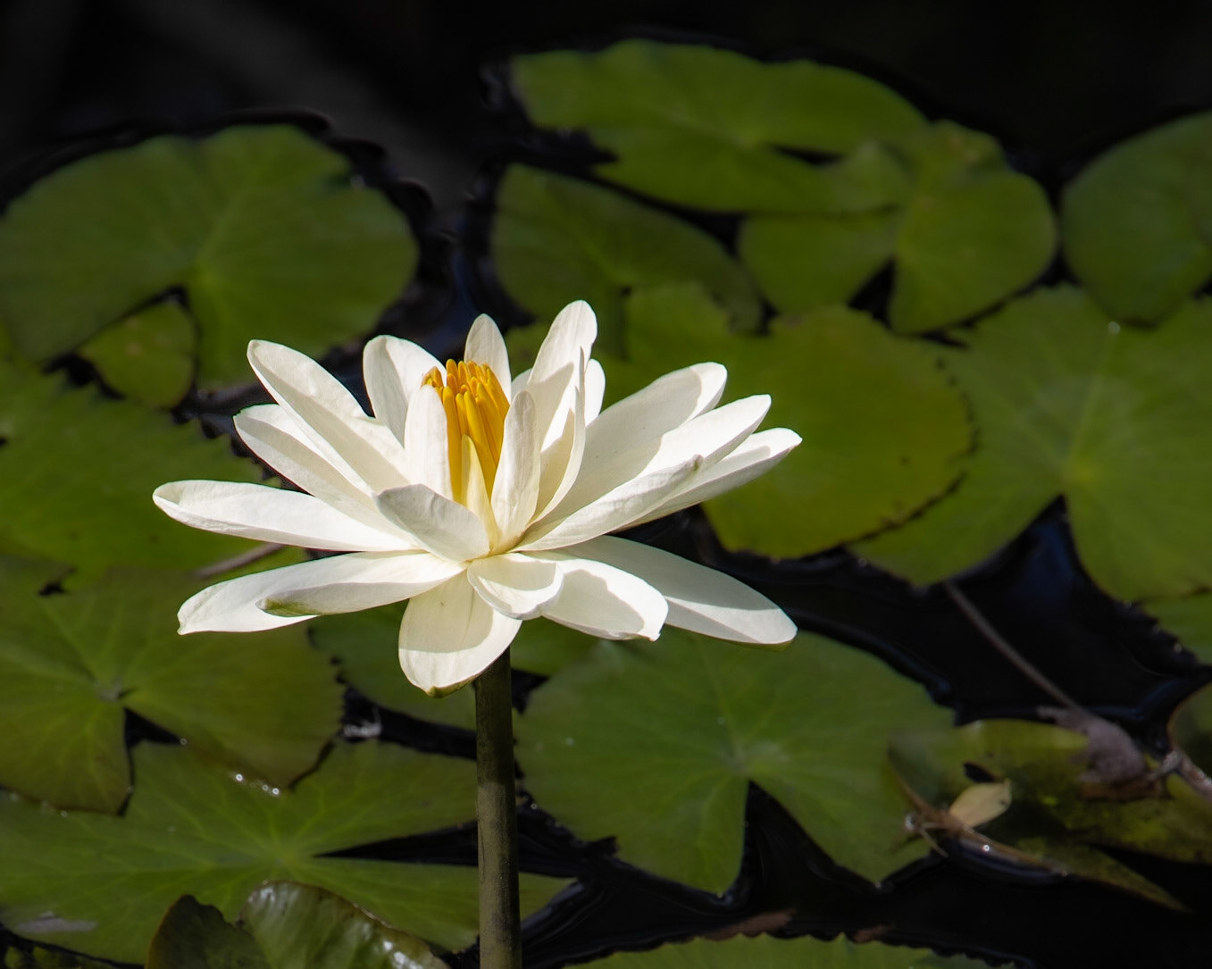 Naples Botanical Garden FL