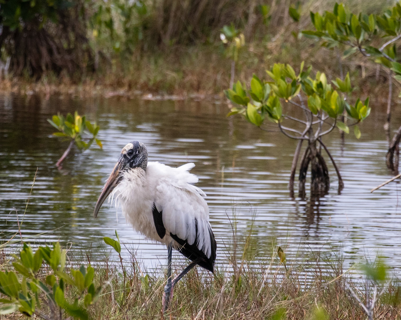 10,000 Islands Marsh Trail, Naples FL