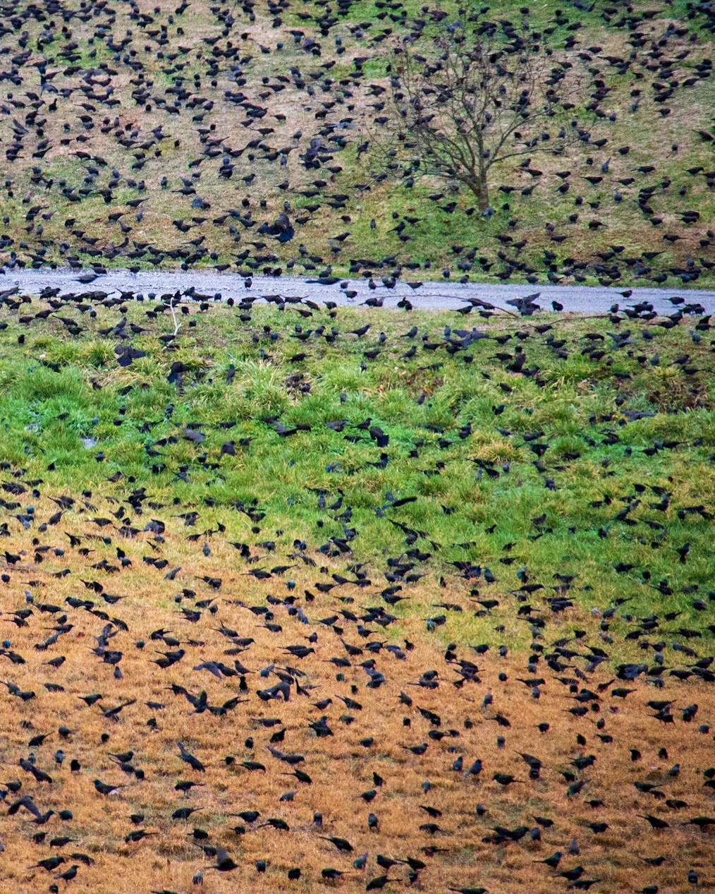 Standing Stone Parkway, Livingston TN