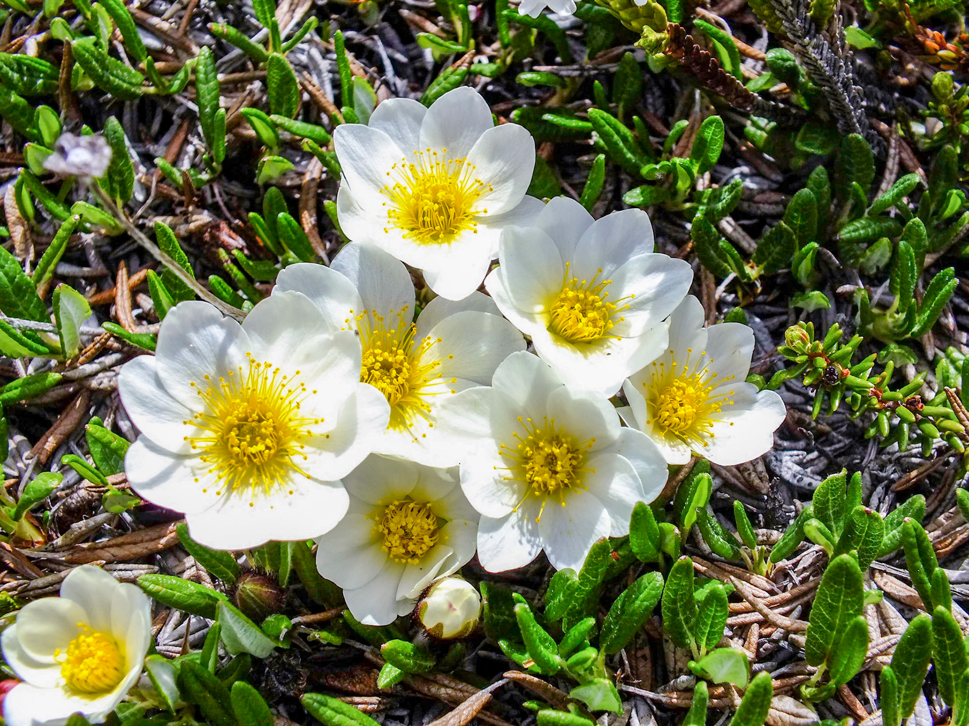 Tatsamenie Lake Camp BC