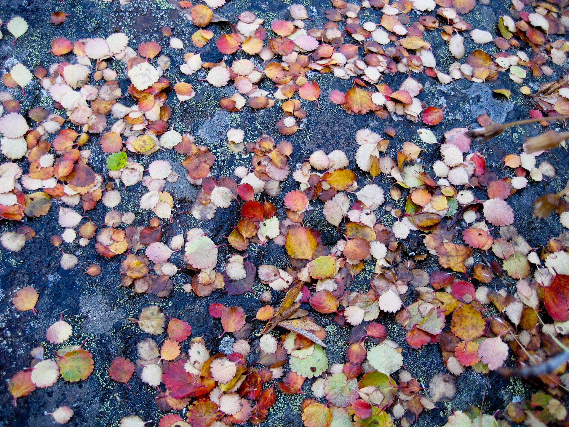 Beatty Creek Camp BC CA
