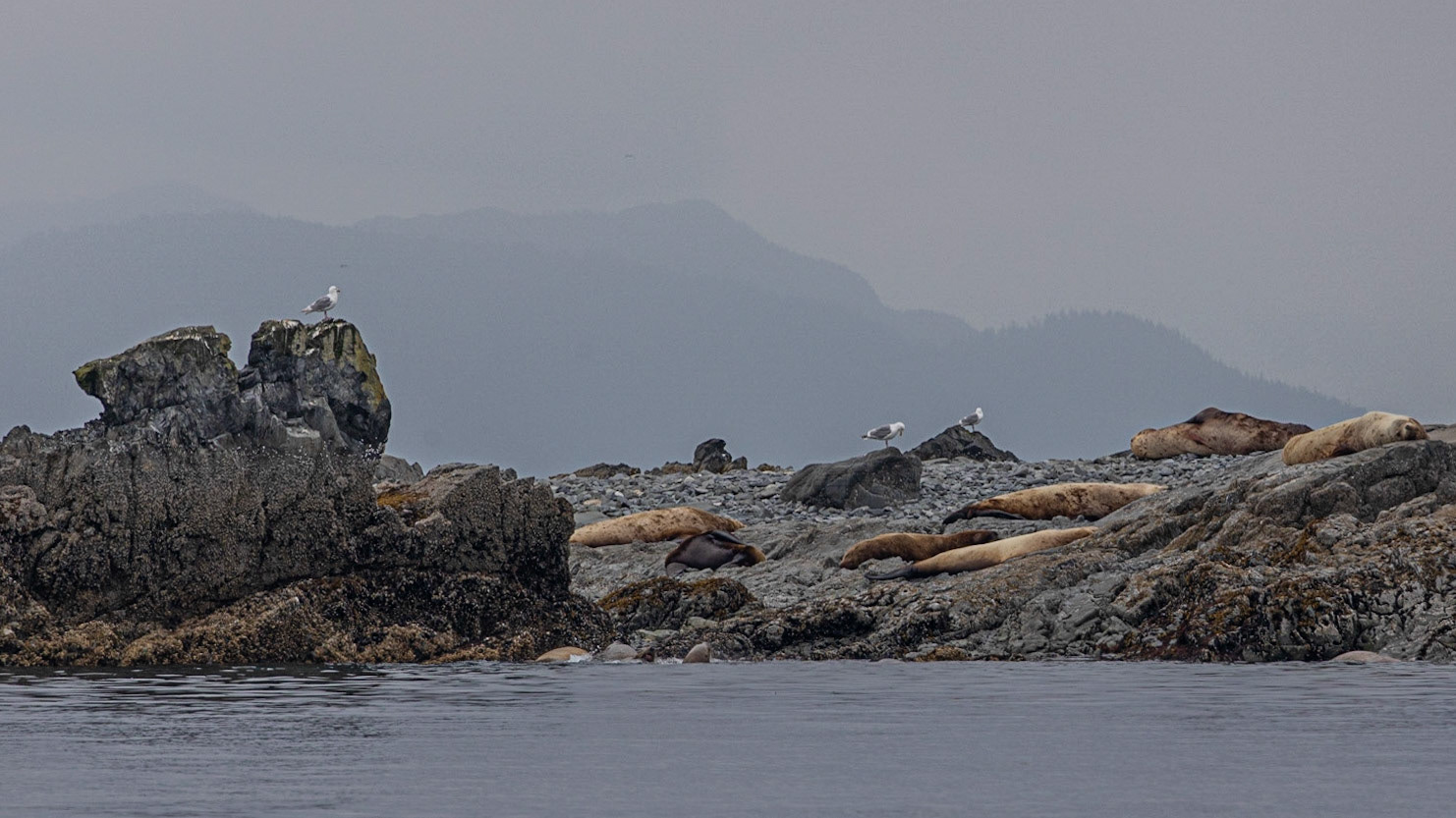 Prince William Sound AK