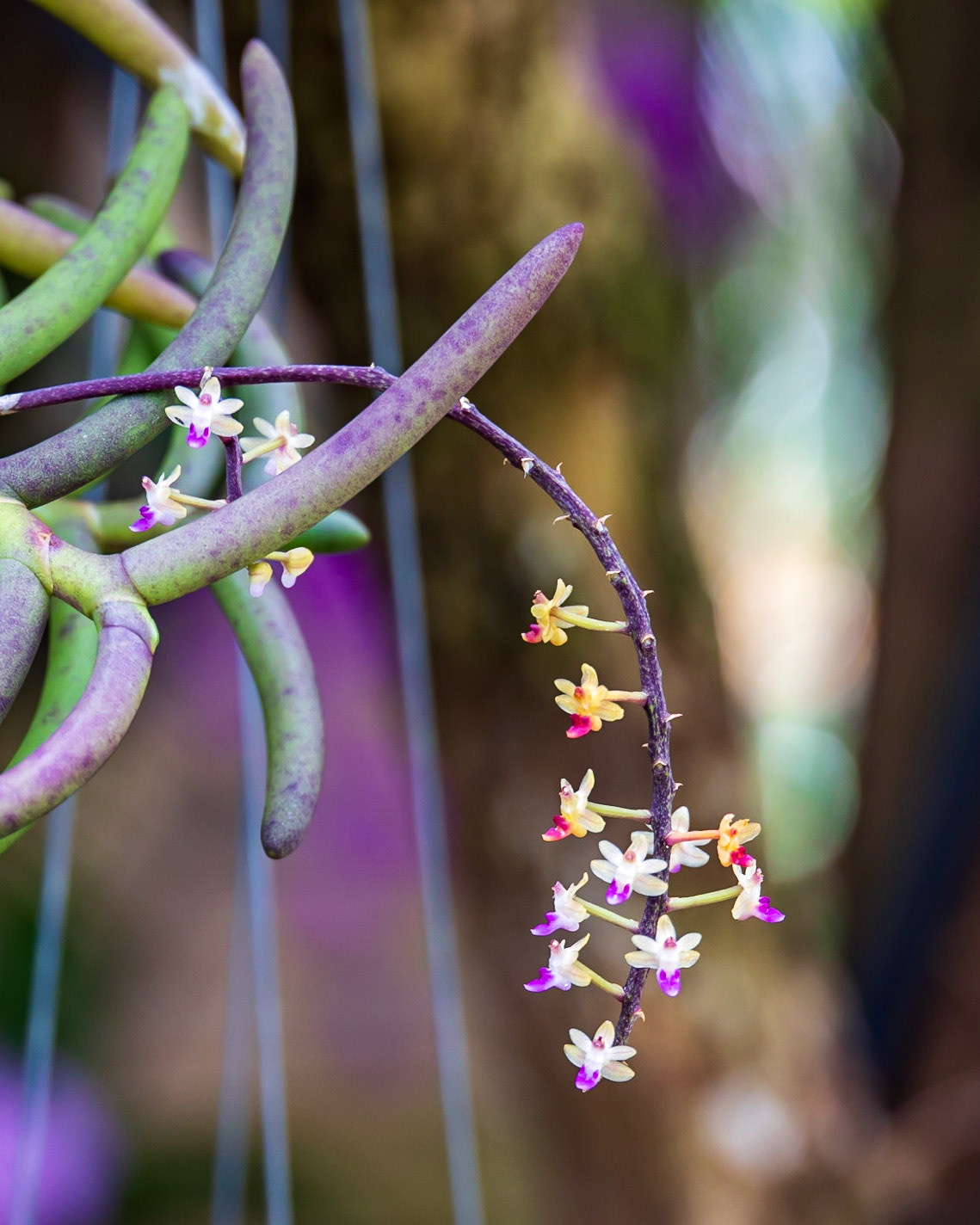 Naples Botanical Garden, FL